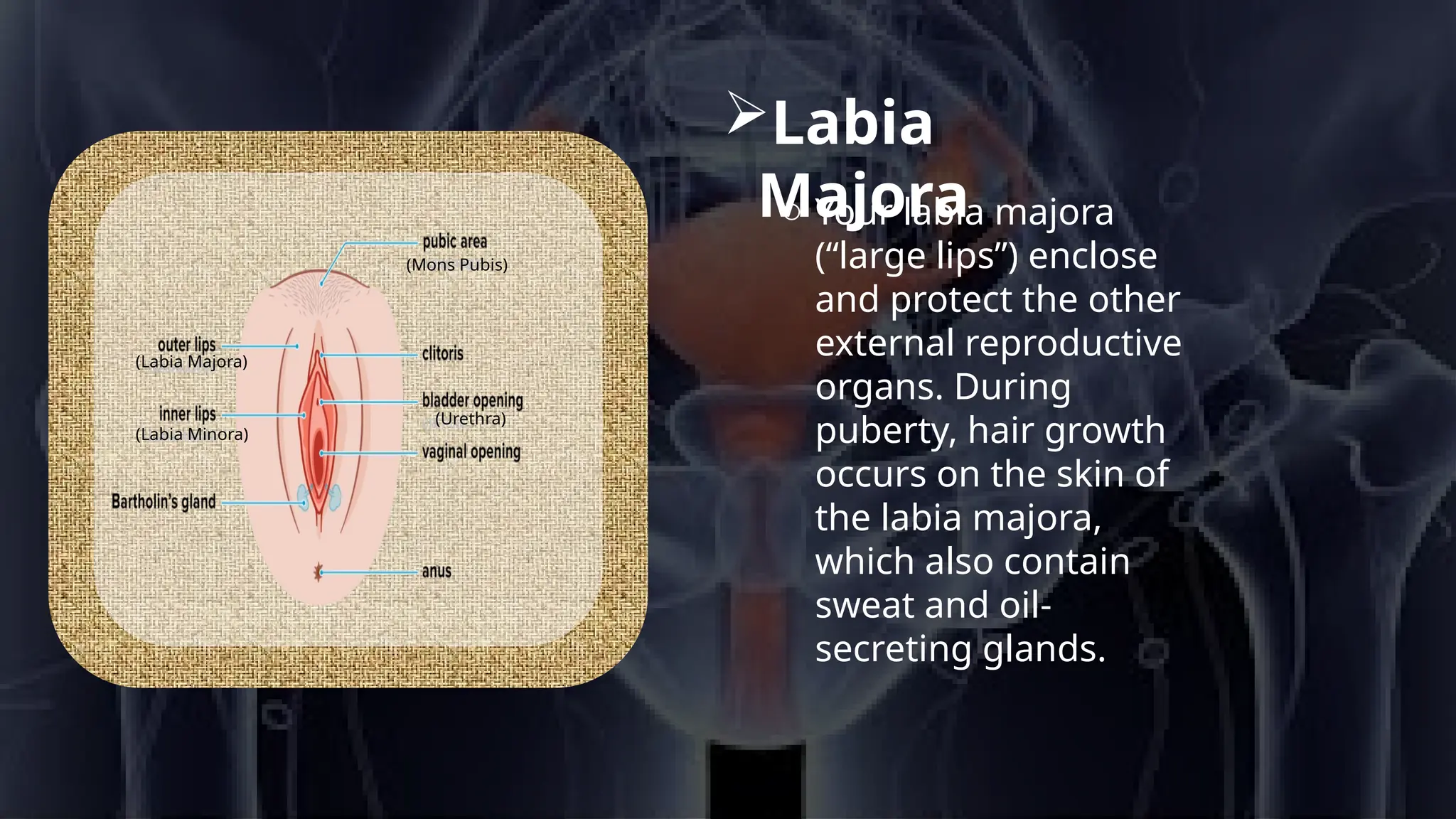 Elle Chu Onlyfans Leak