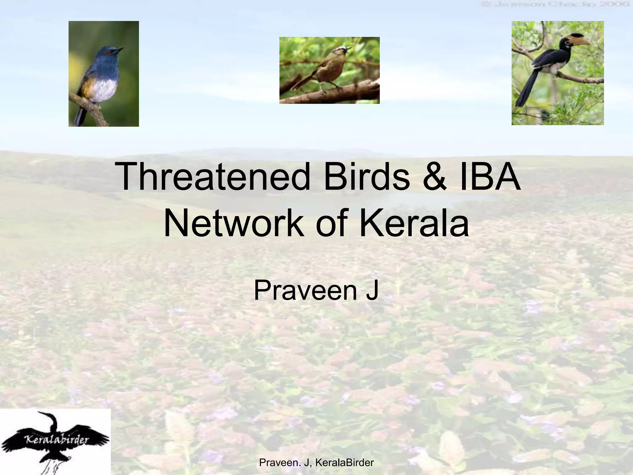 Endangered Birds In Kerala