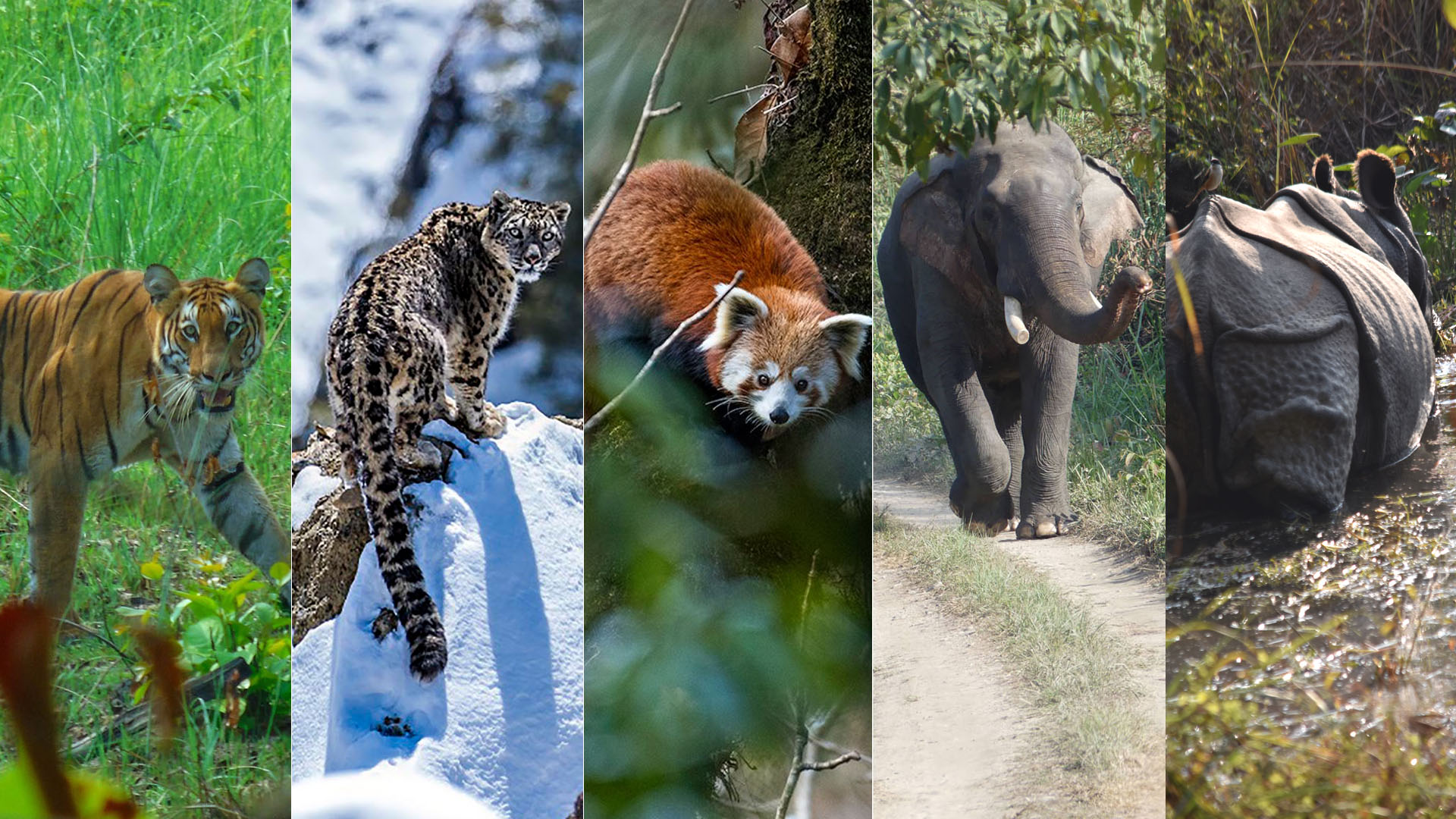 Endangered In Nepali Meaning
