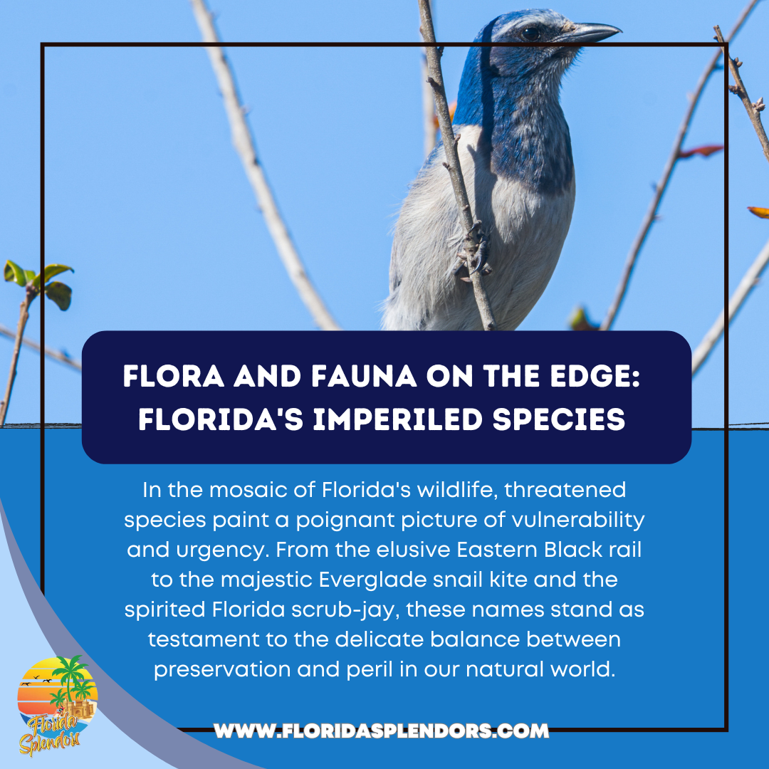Endangered Species In Florida