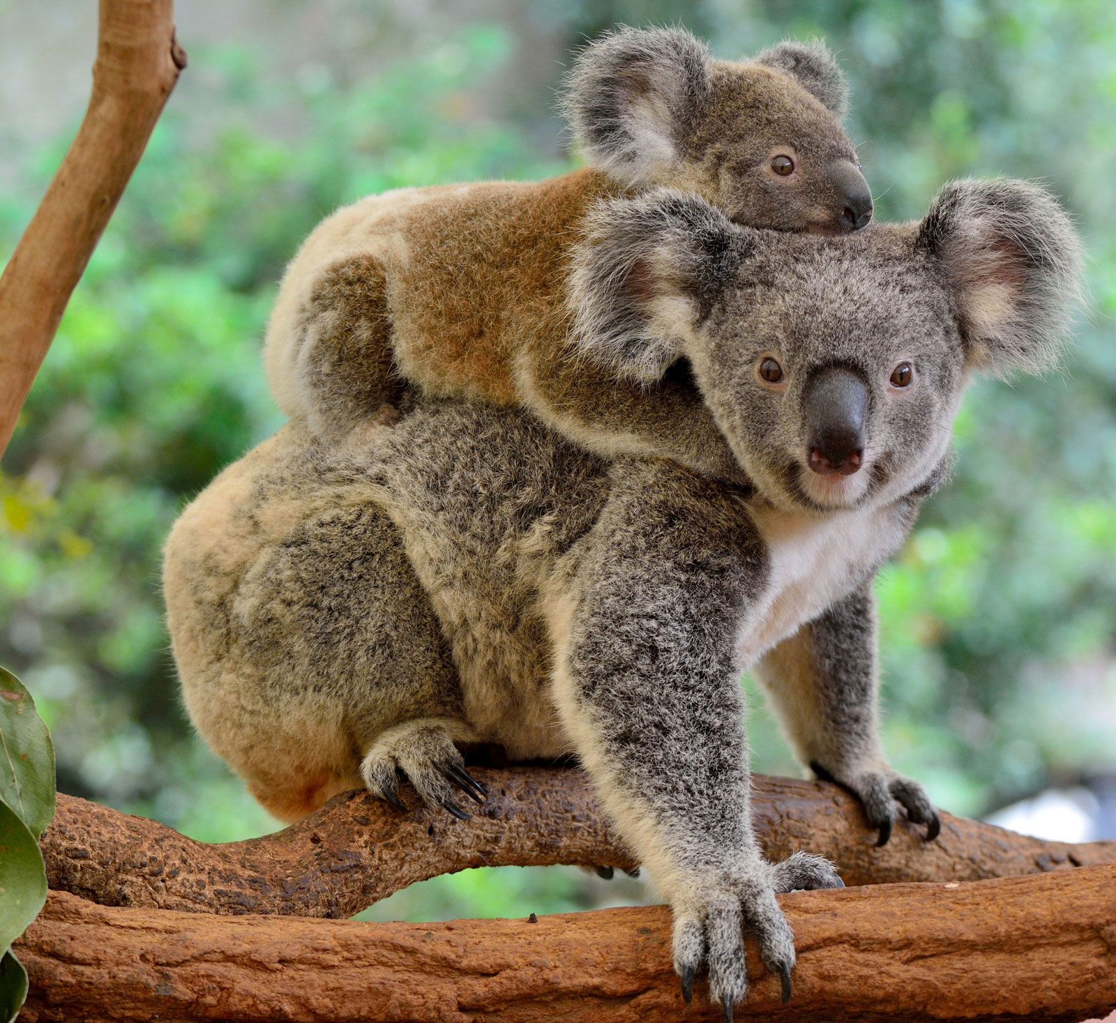 Endemic Organisms