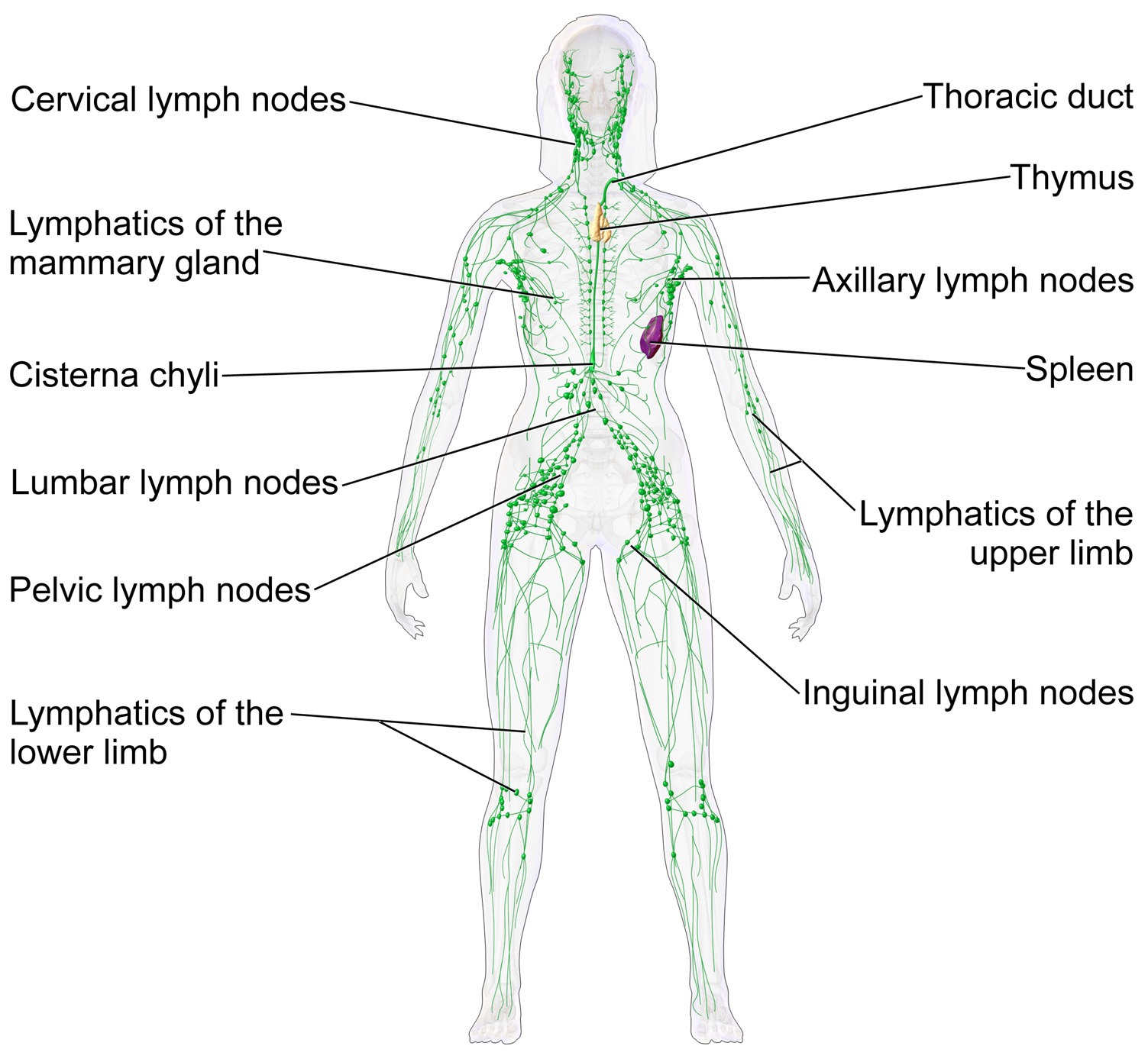 Epitrochlear Lymph Nodes