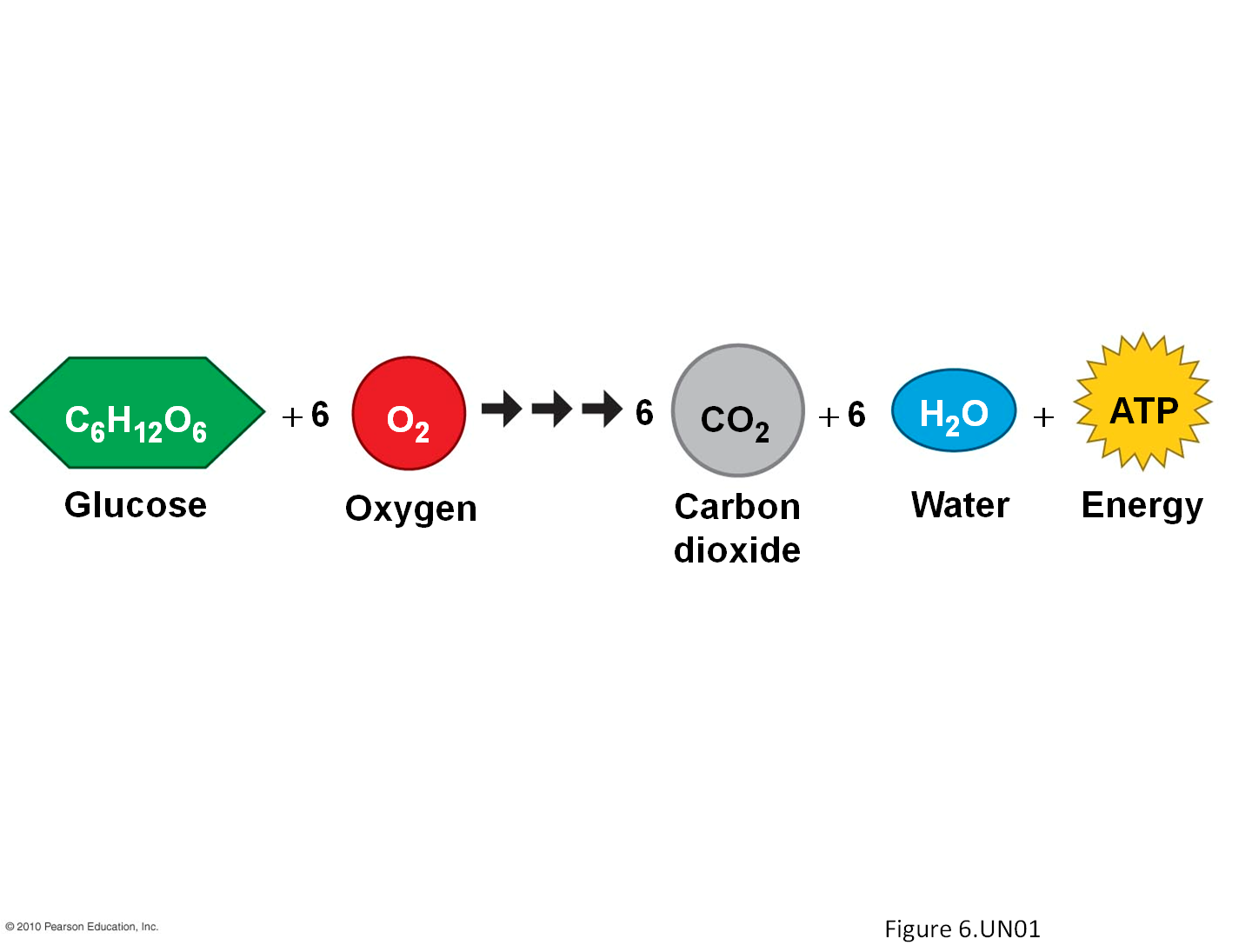 Equation For Cellular Respiration