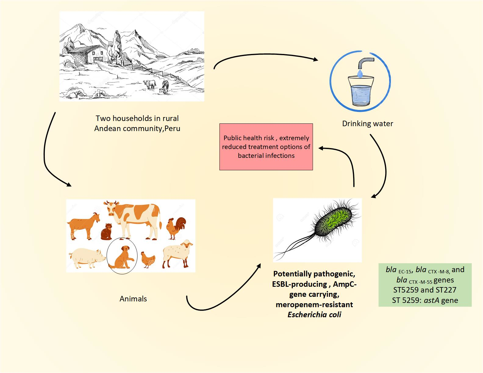 Esbl E Coli Bacteria