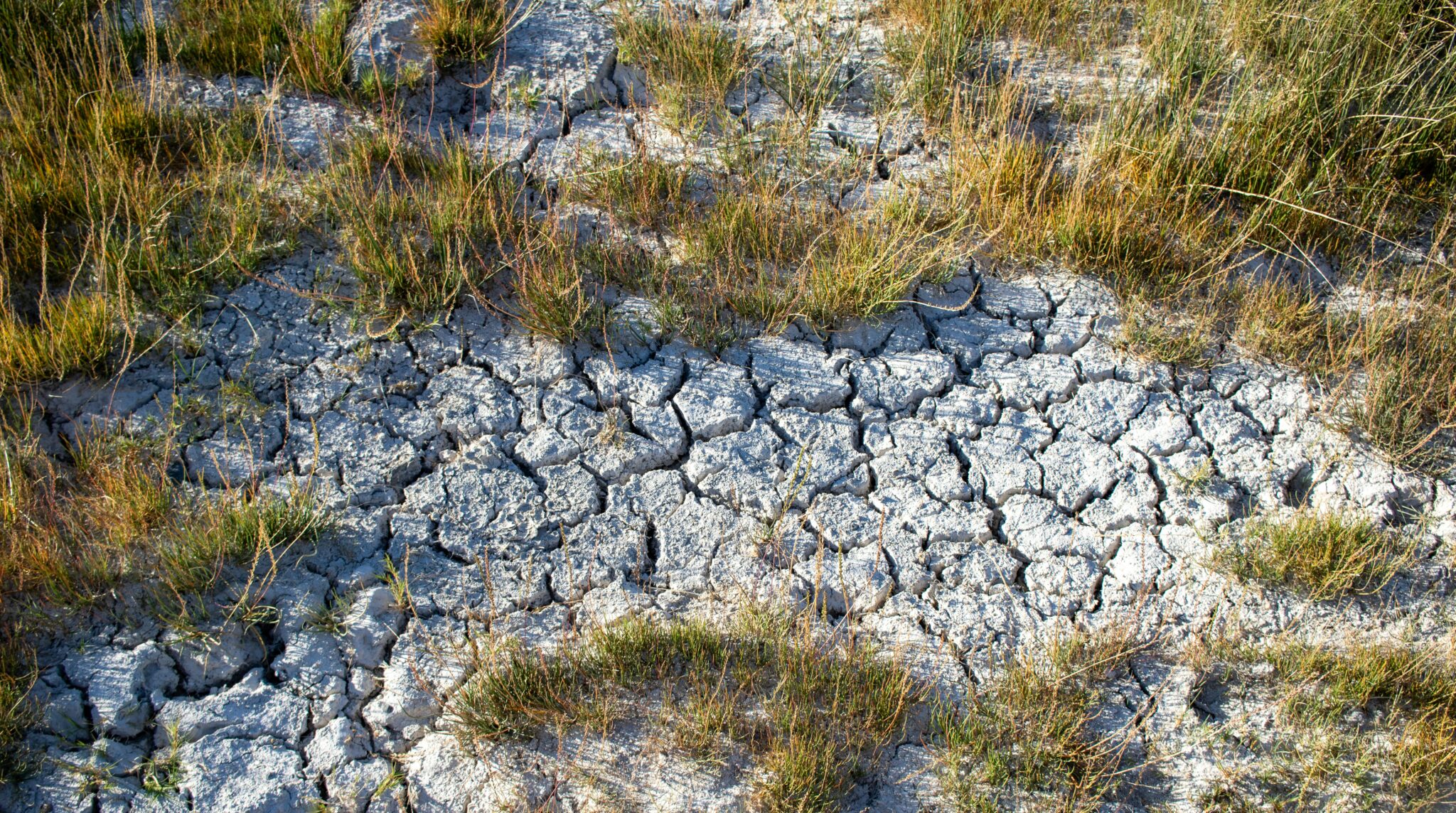 Examples Of Deforestation