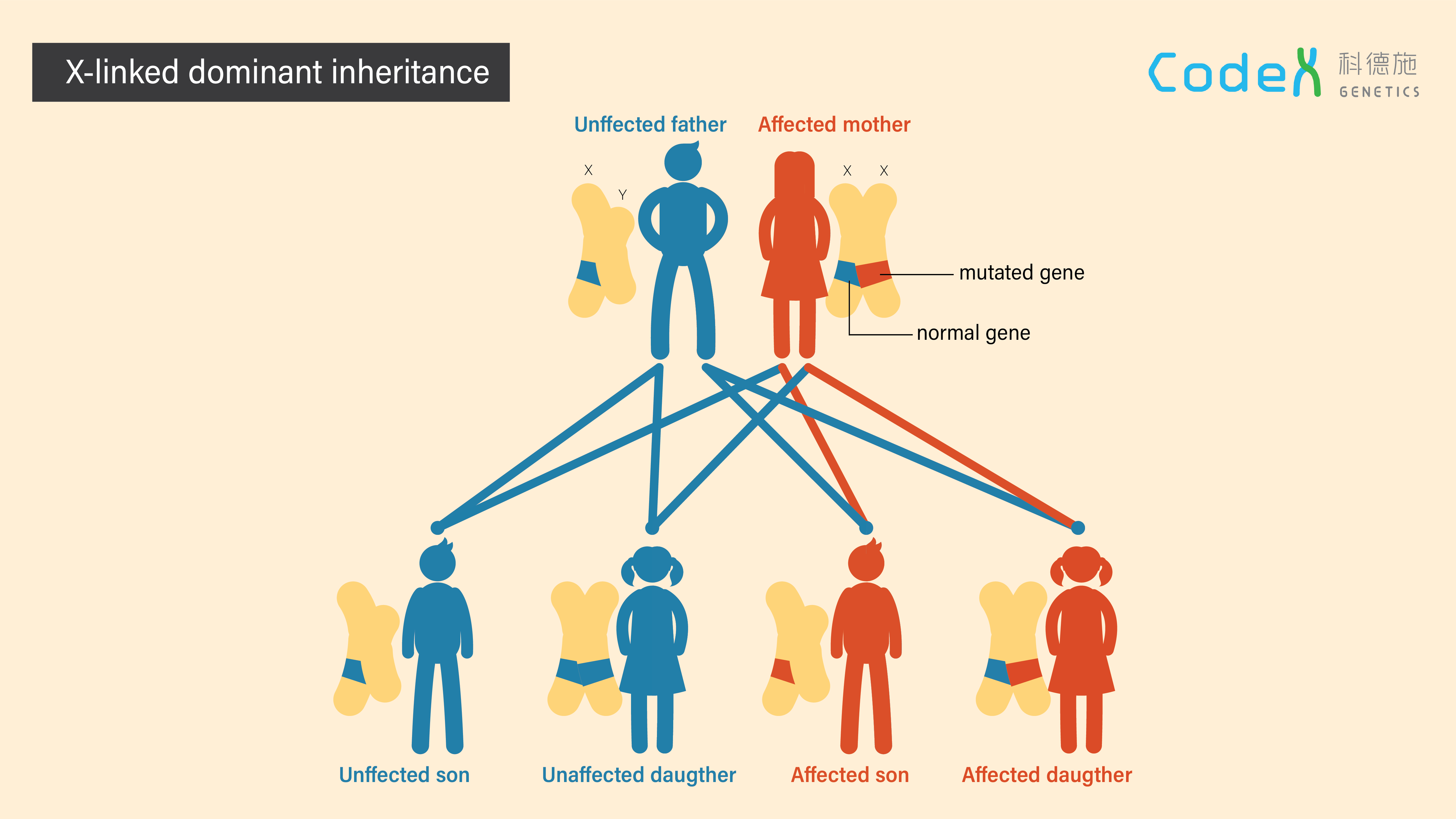 Examples Of Y Linked Inheritance