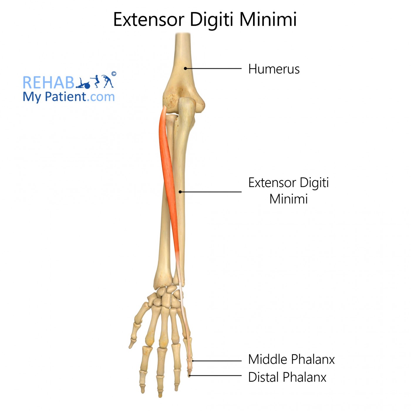 Extensor Digiti Minimi Muscle