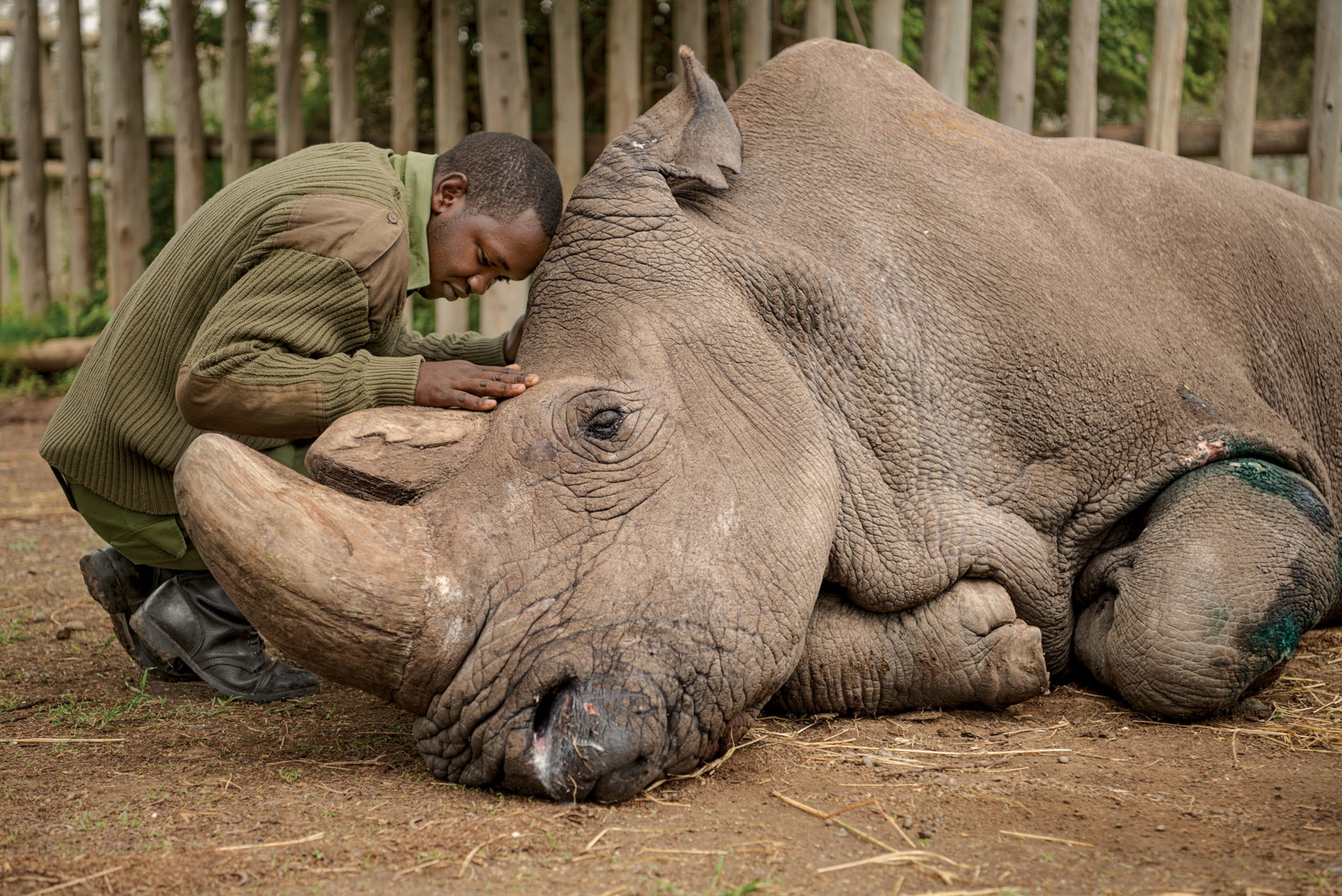 Extinction Of Northern White Rhinoceros