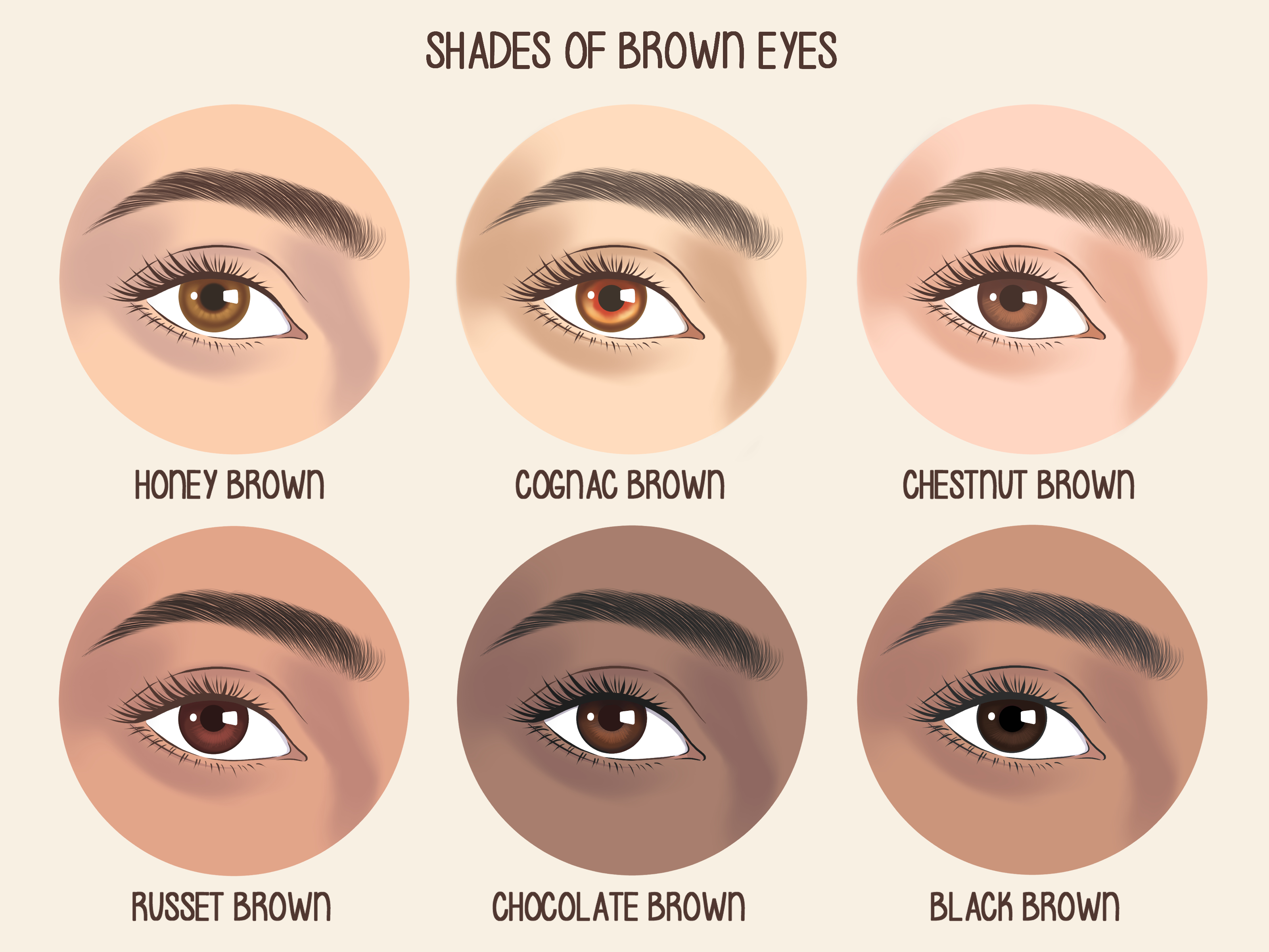 Eye Color For Brown Eyes