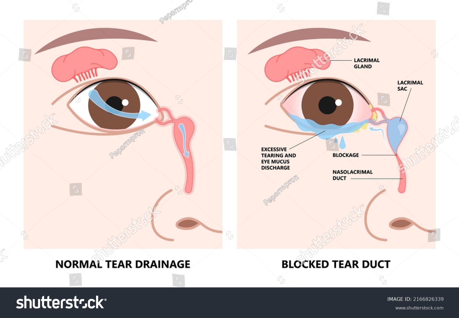 Eye Oil Glands