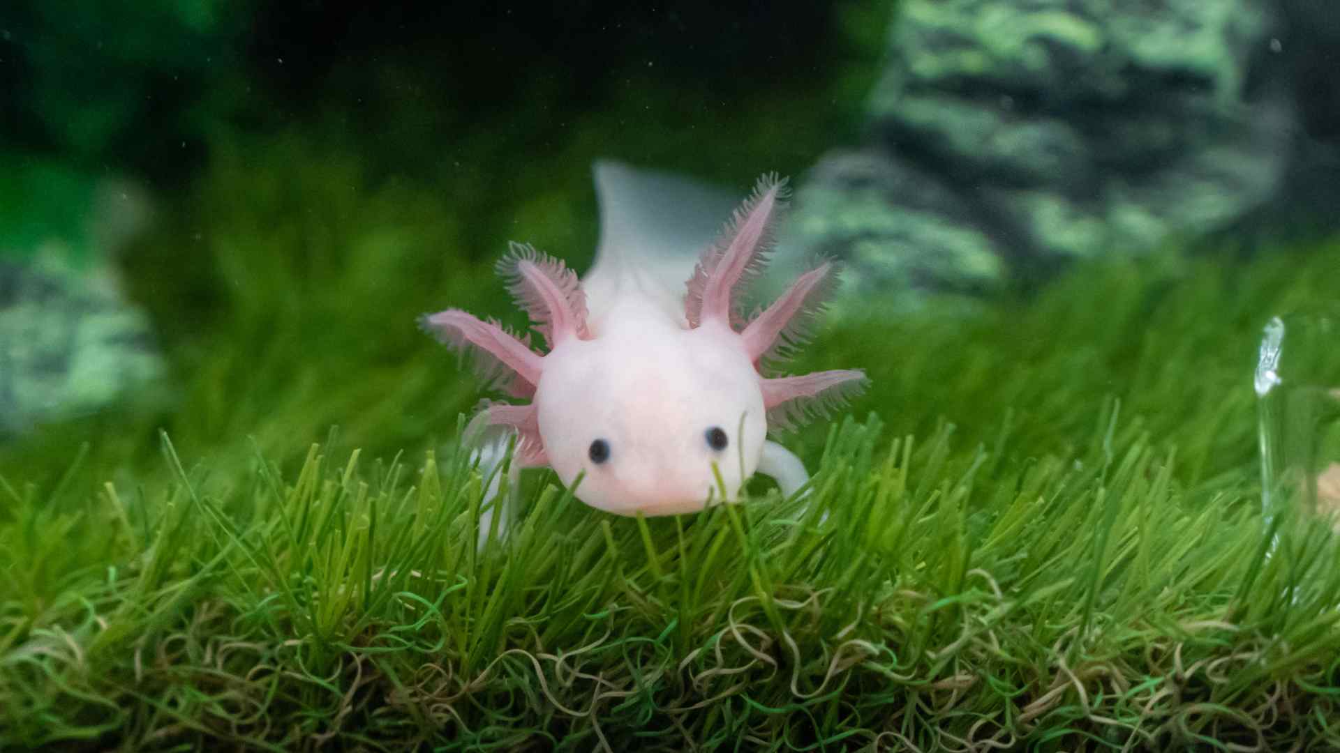 Facts About Axolotl