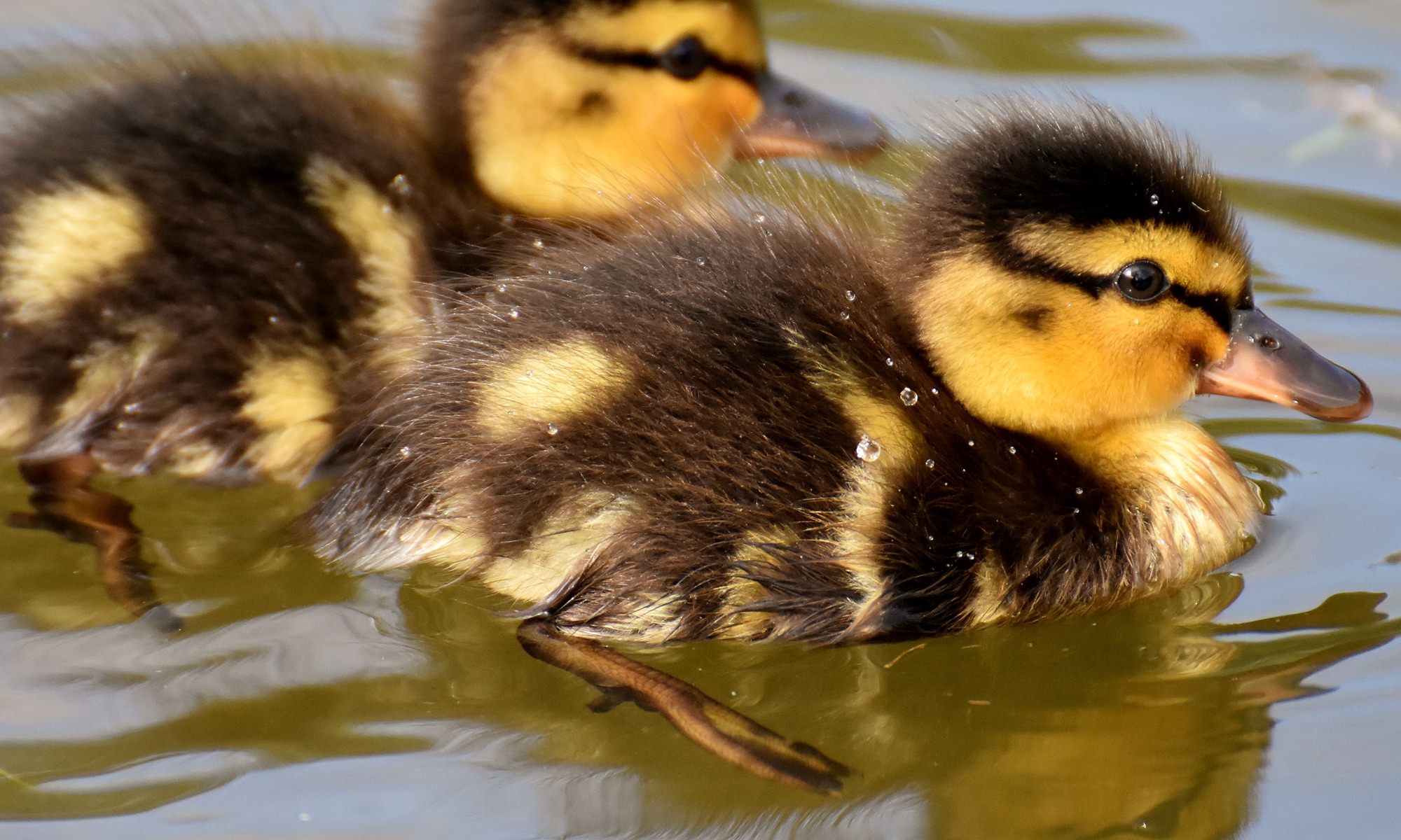 Facts About Ducks