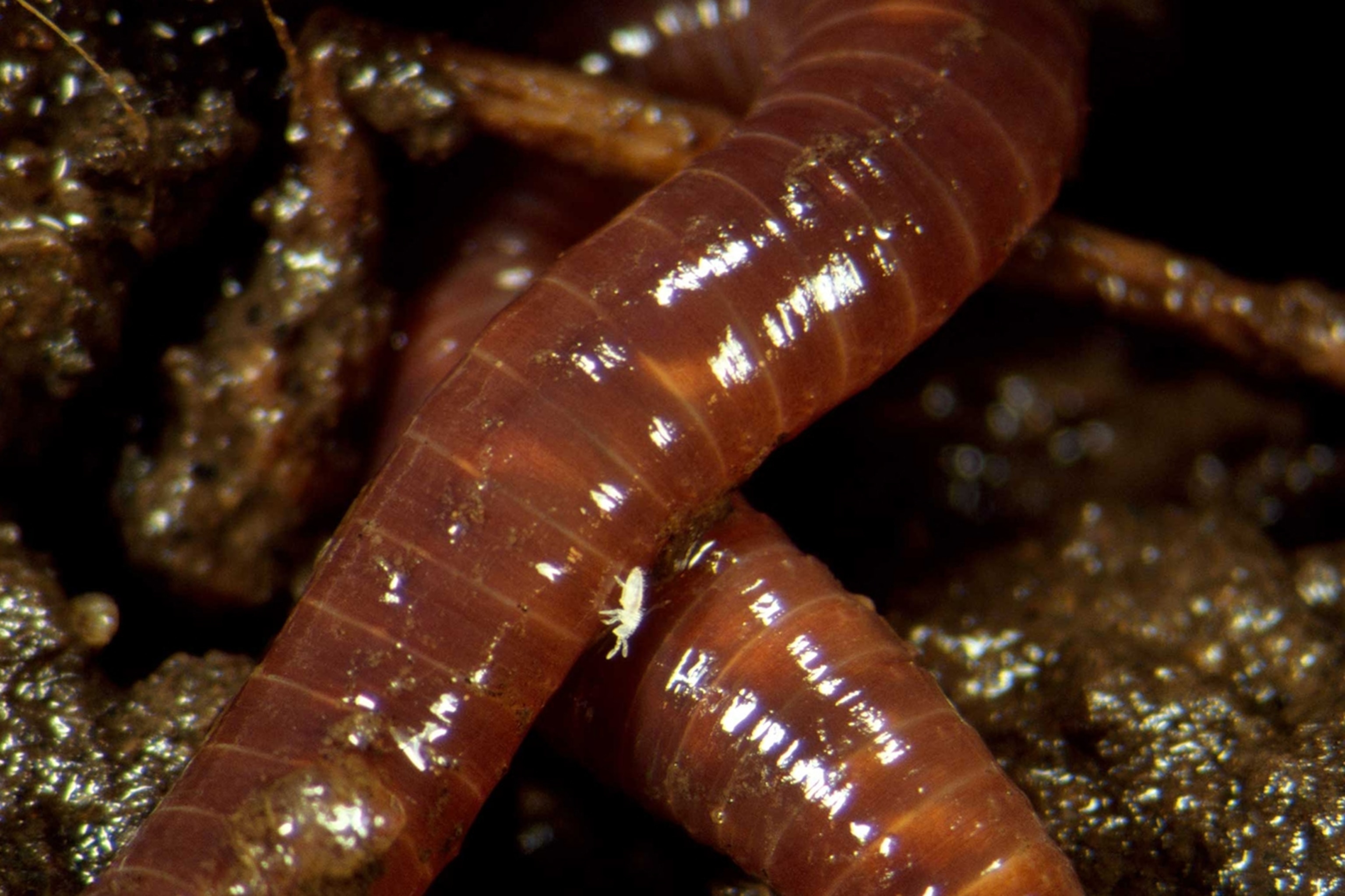 Facts About Earthworms