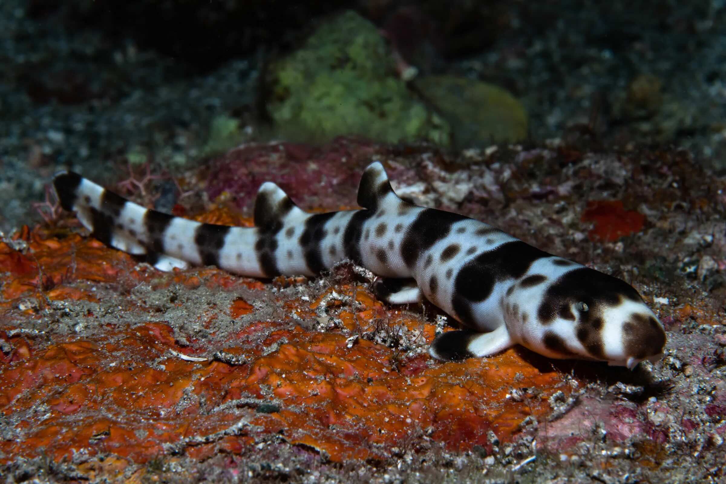 Facts About Frilled Shark