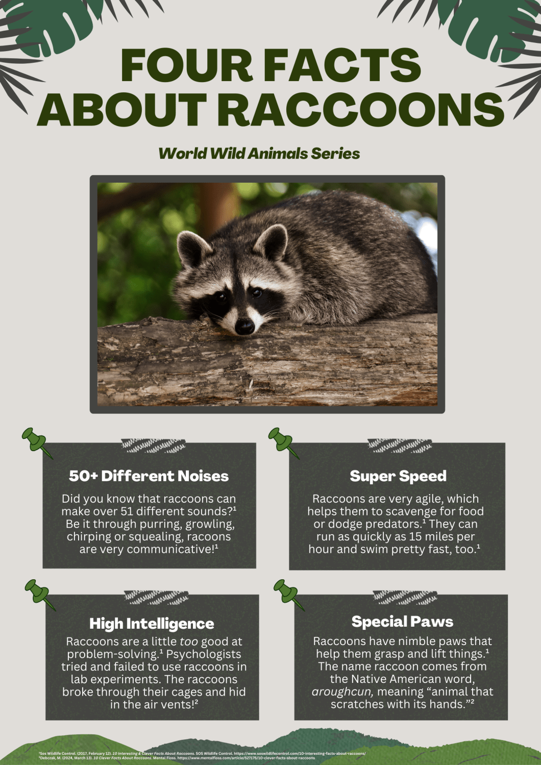 Facts About Raccoons