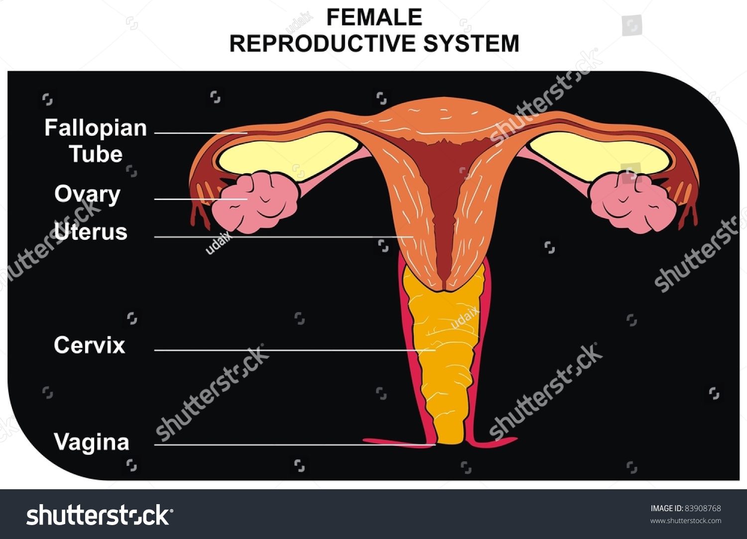 Fallopian Tube Uterine Tube