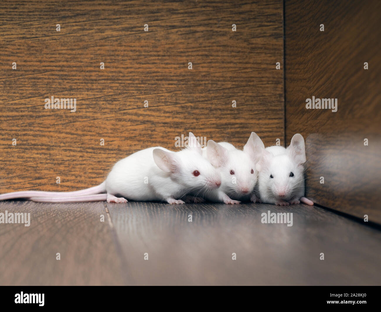 Family Of Rats