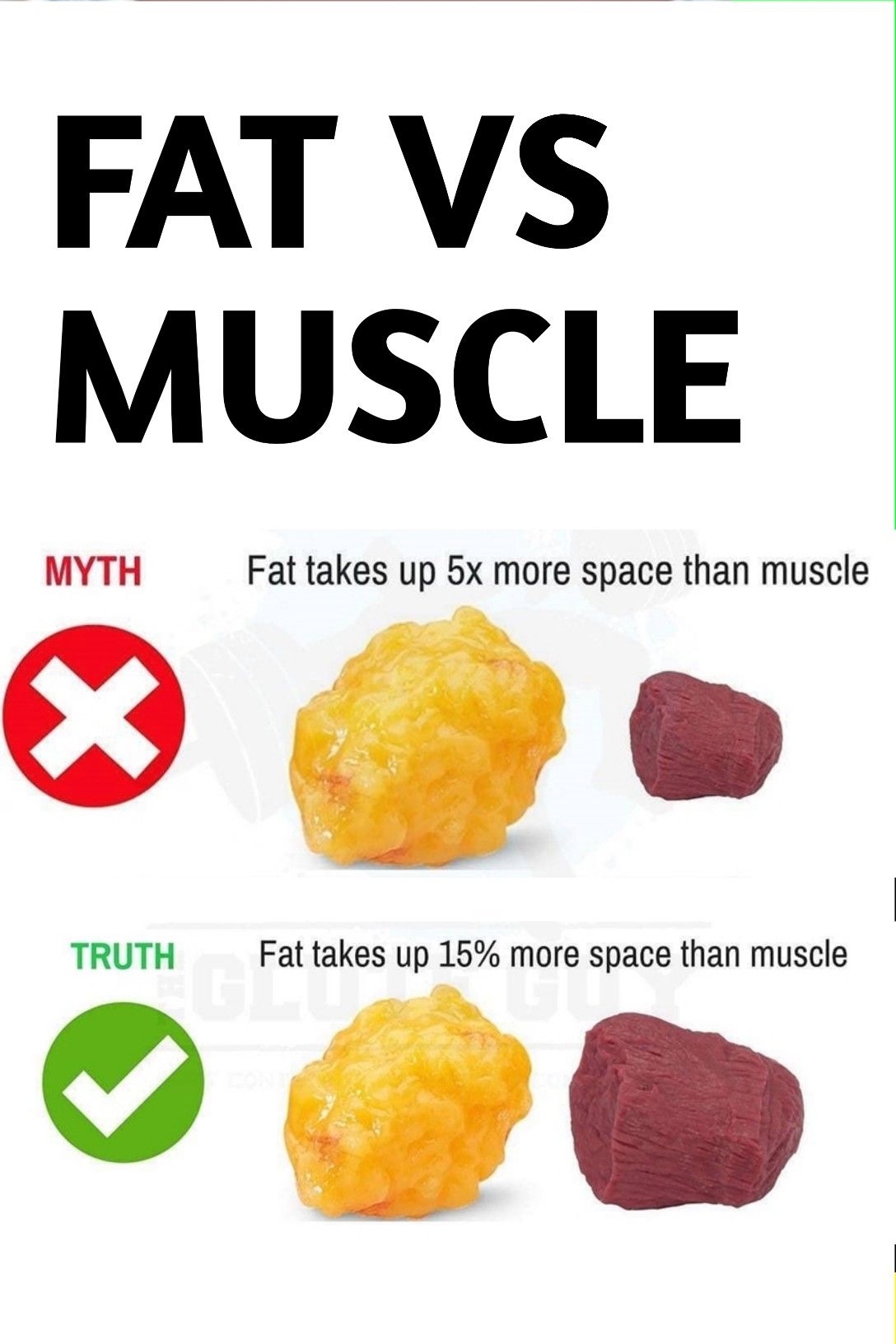 Fat Vs Muscle