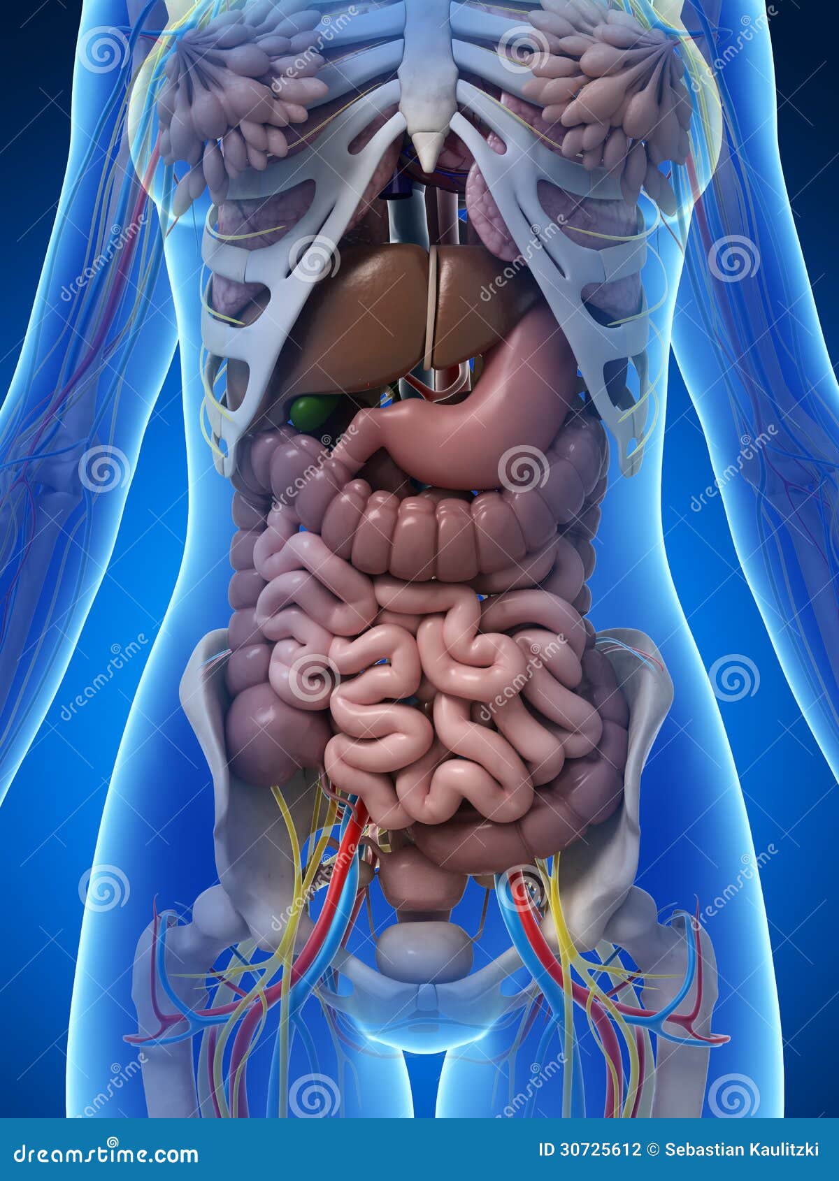 Female Lower Abdomen