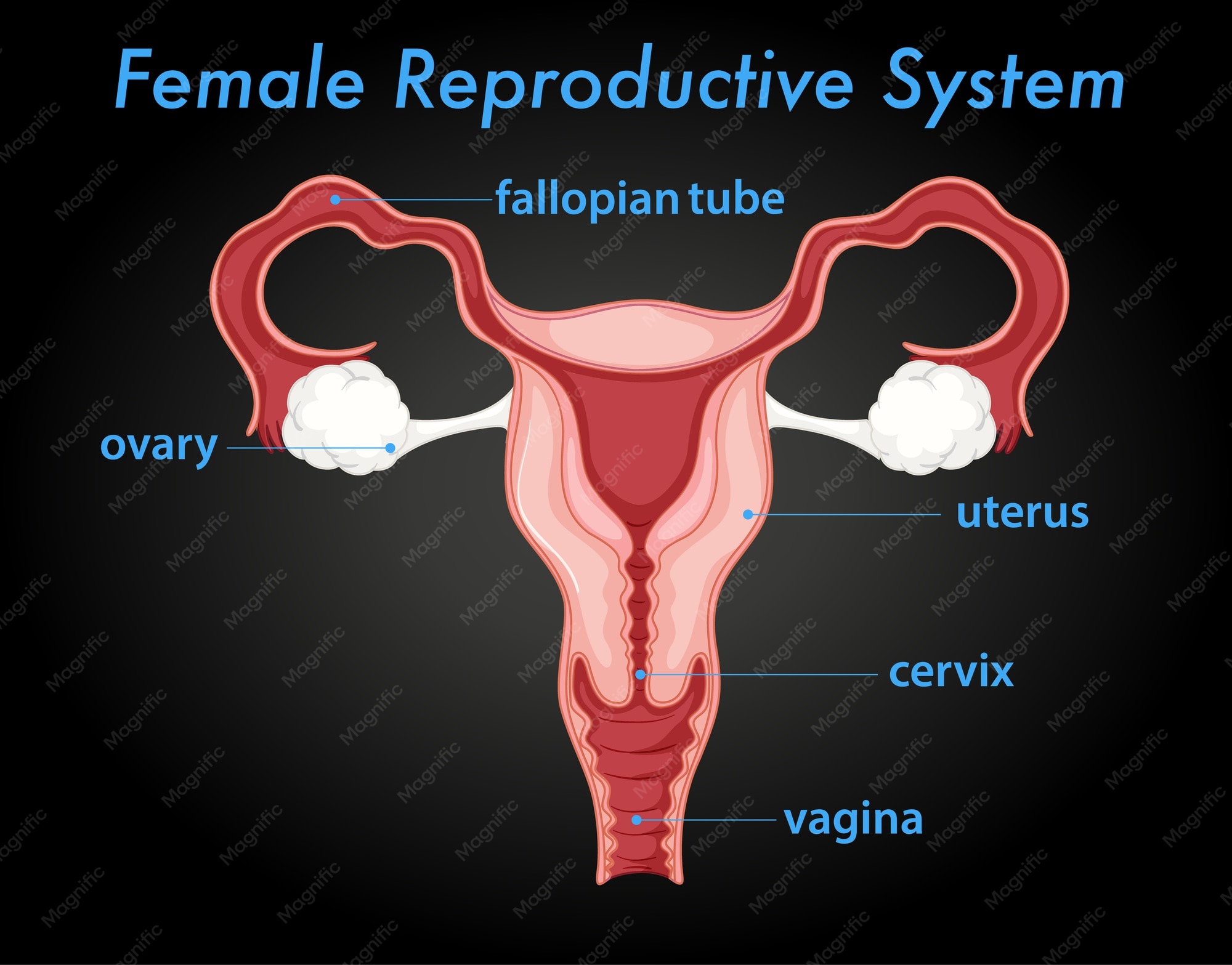 Female Reproductive Label