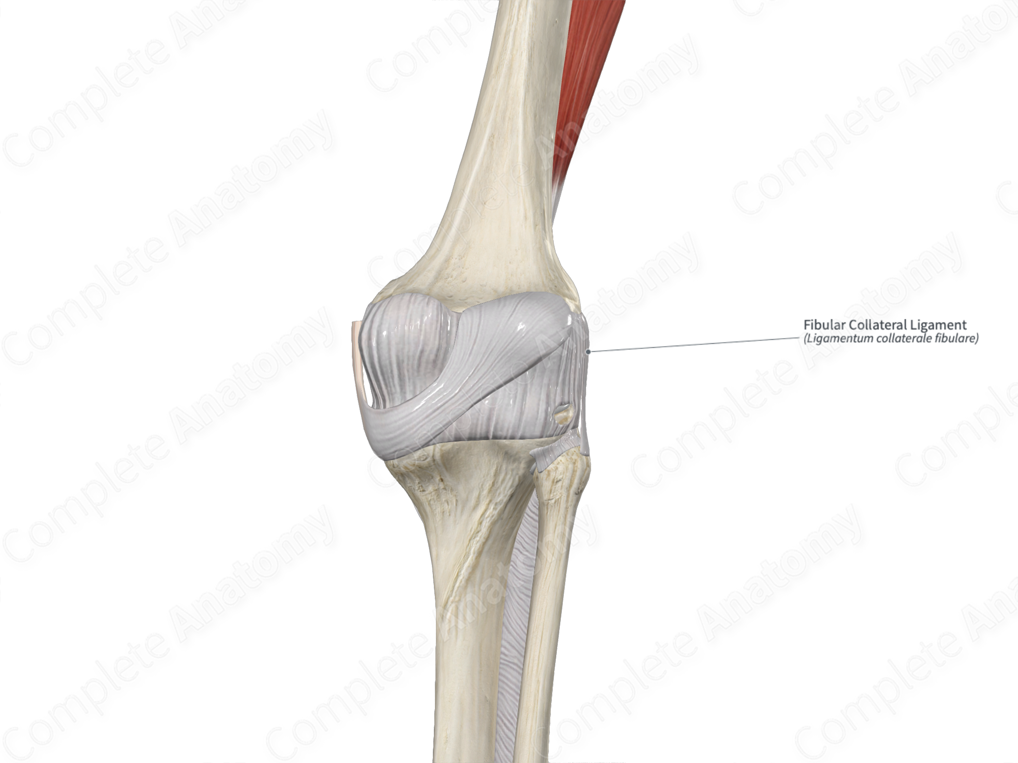 Fibular Collateral Ligament
