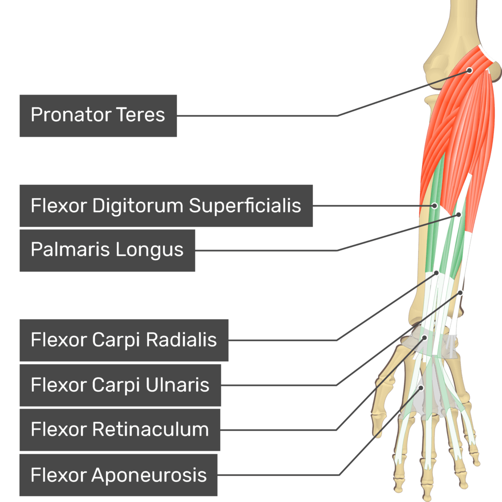 Flexor Digitorum Longus Muscle