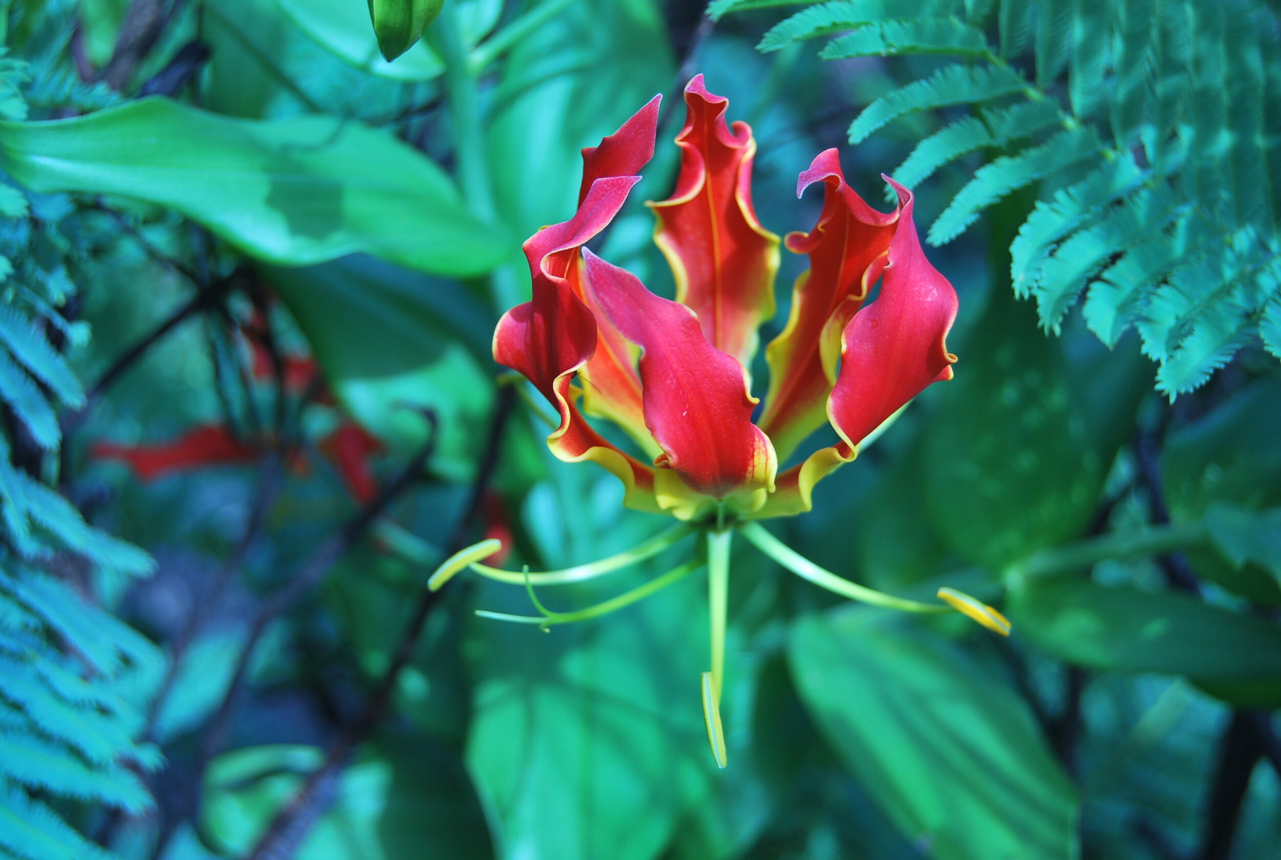 Flowers Native To Zimbabwe
