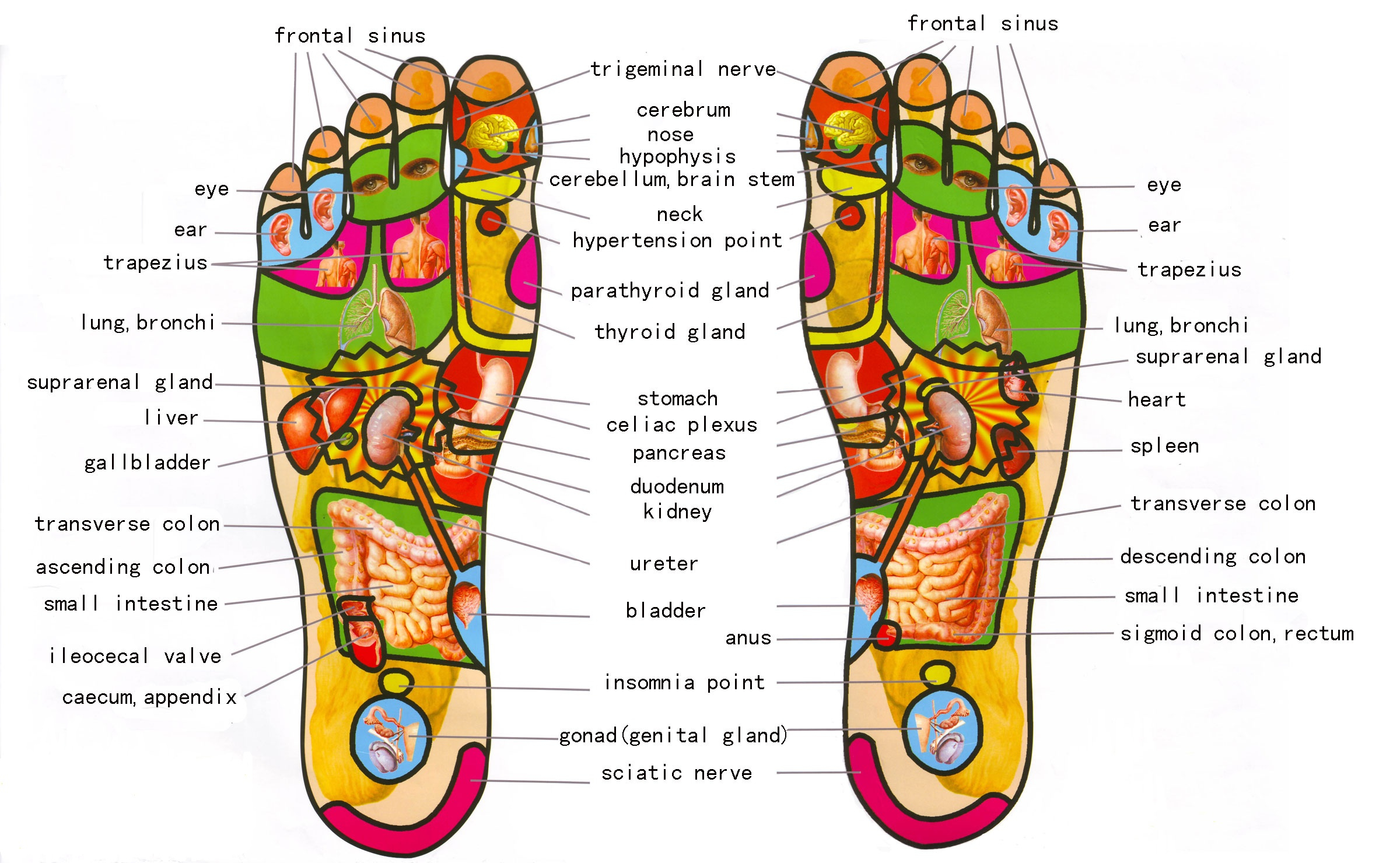 Foot Pain Diagram