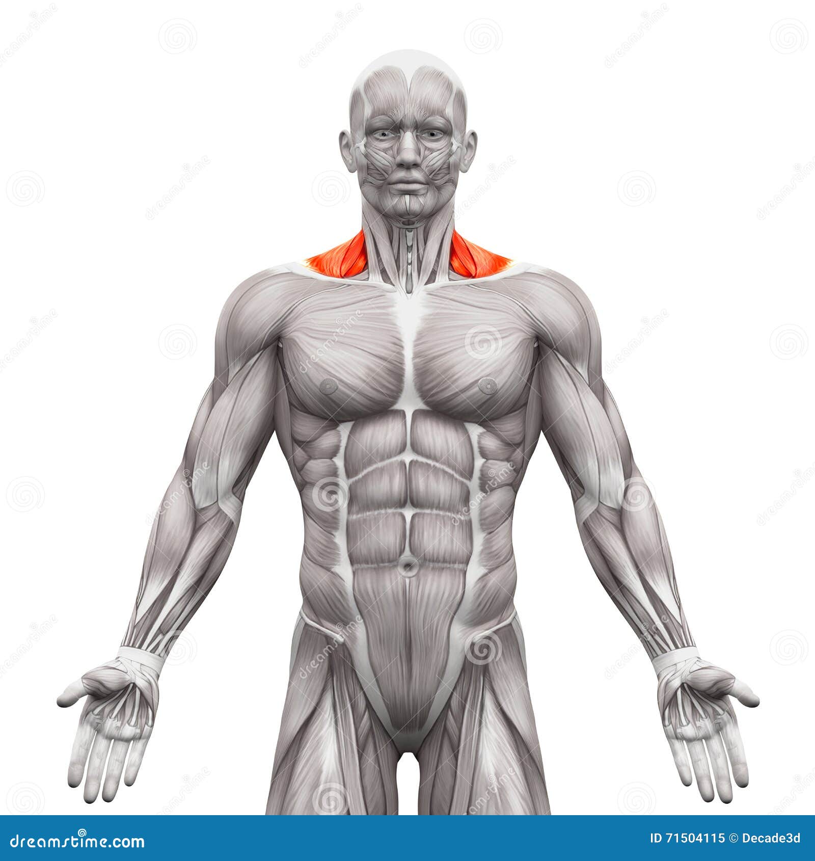 Front Neck Muscles