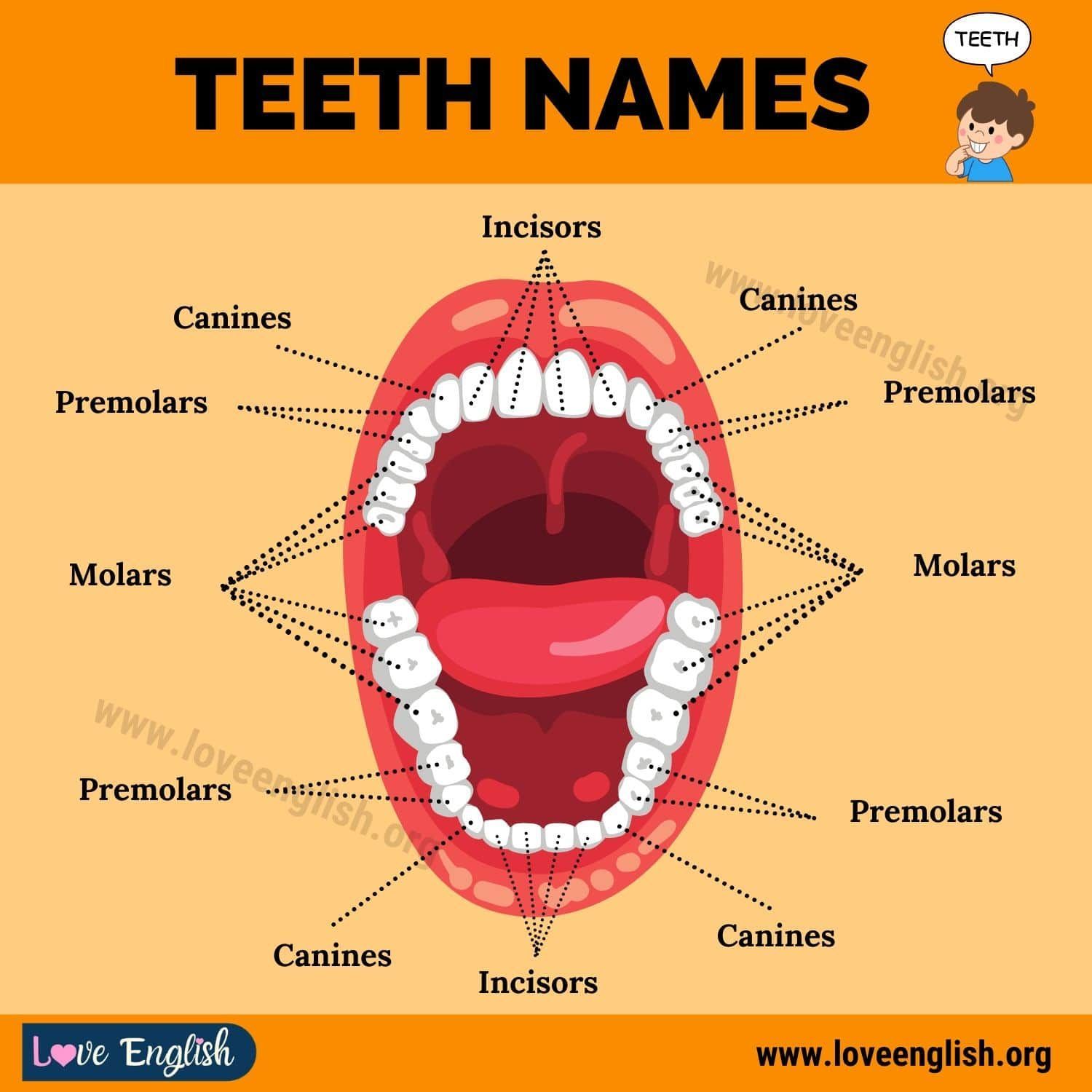 Front Teeth Name