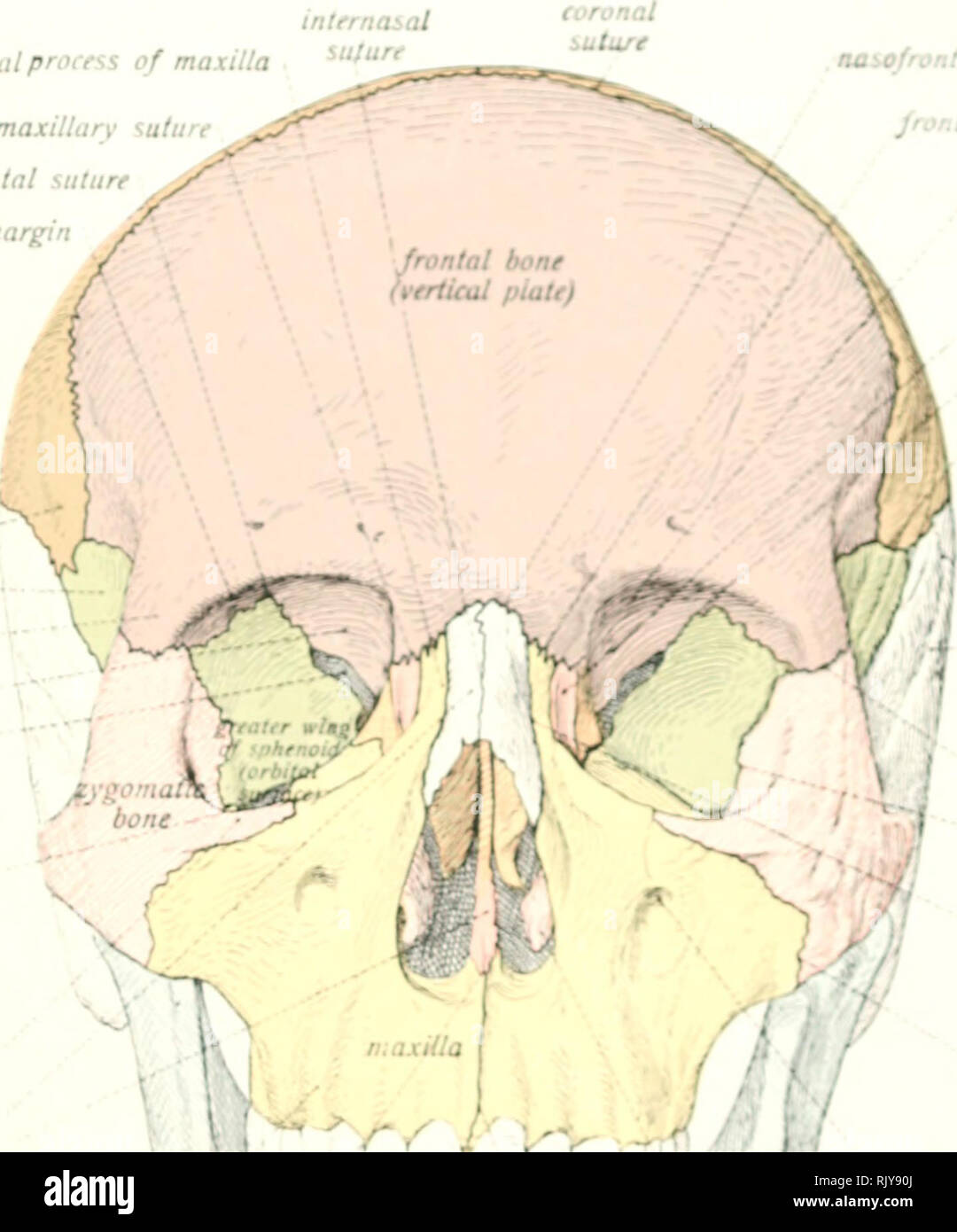 Frontal Process Of Maxilla