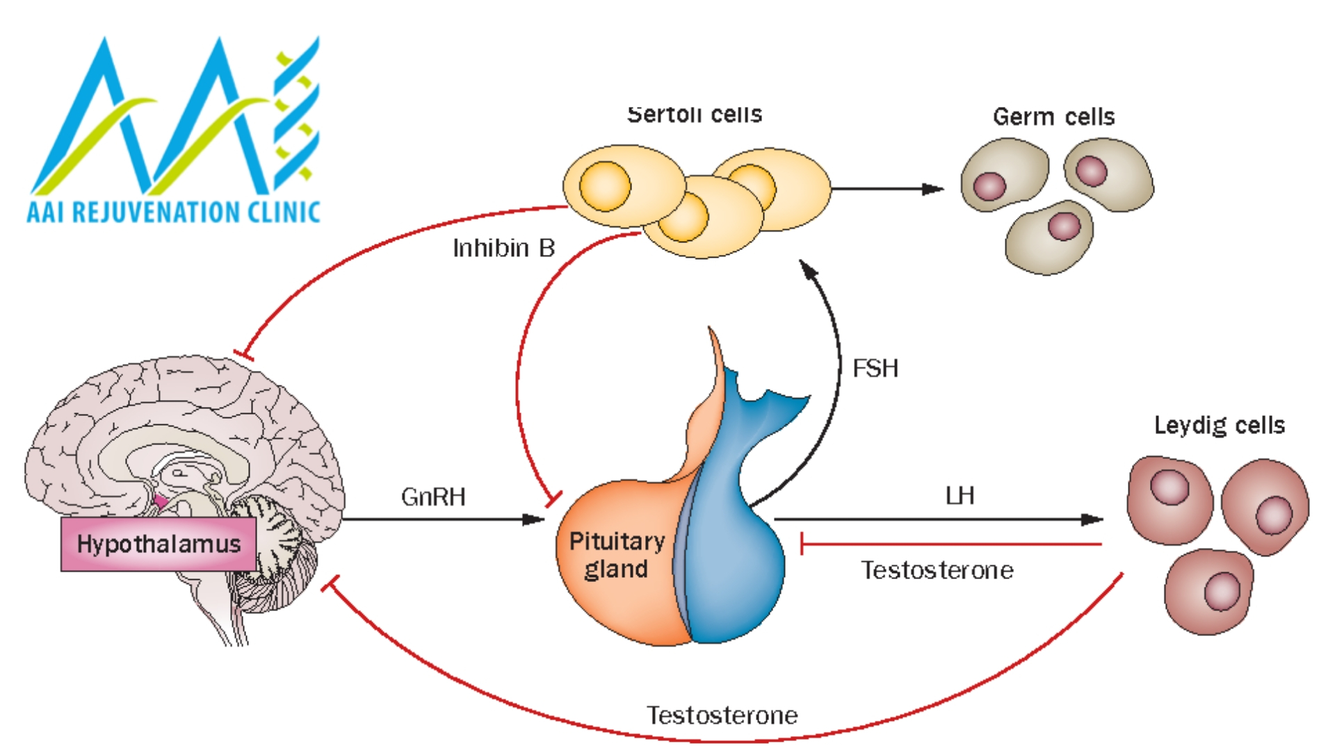 Fsh Hormone And Lh