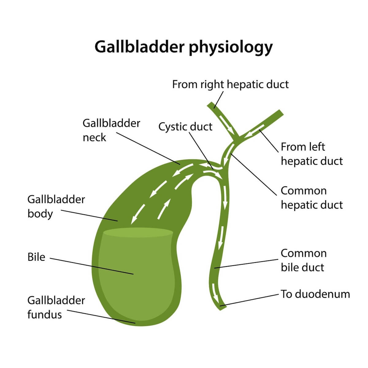Gallbladder What Does It Do