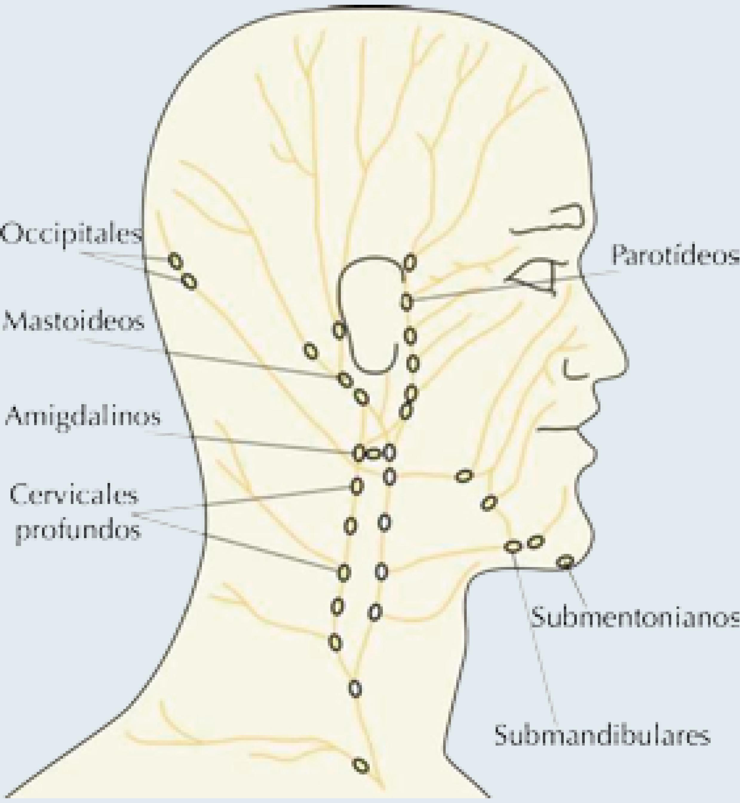 Ganglios Inflamadas Cuello