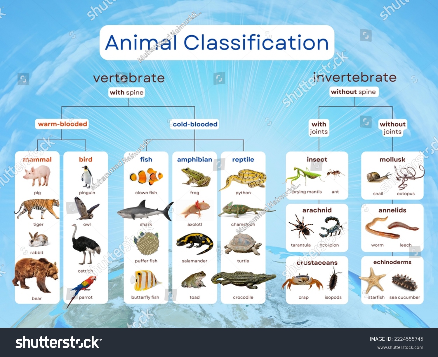 Genus Of Animals