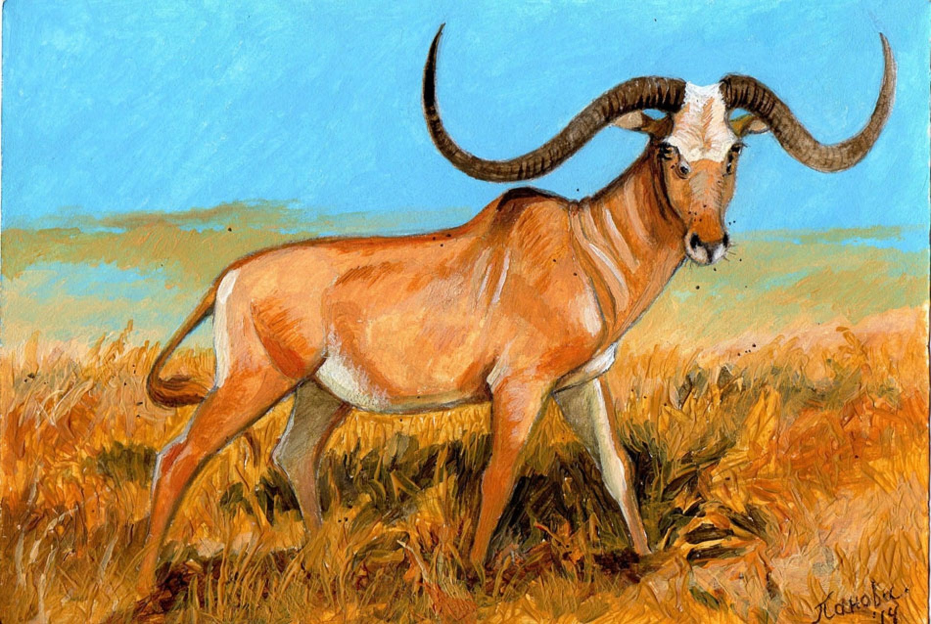 Genus Of Cattle