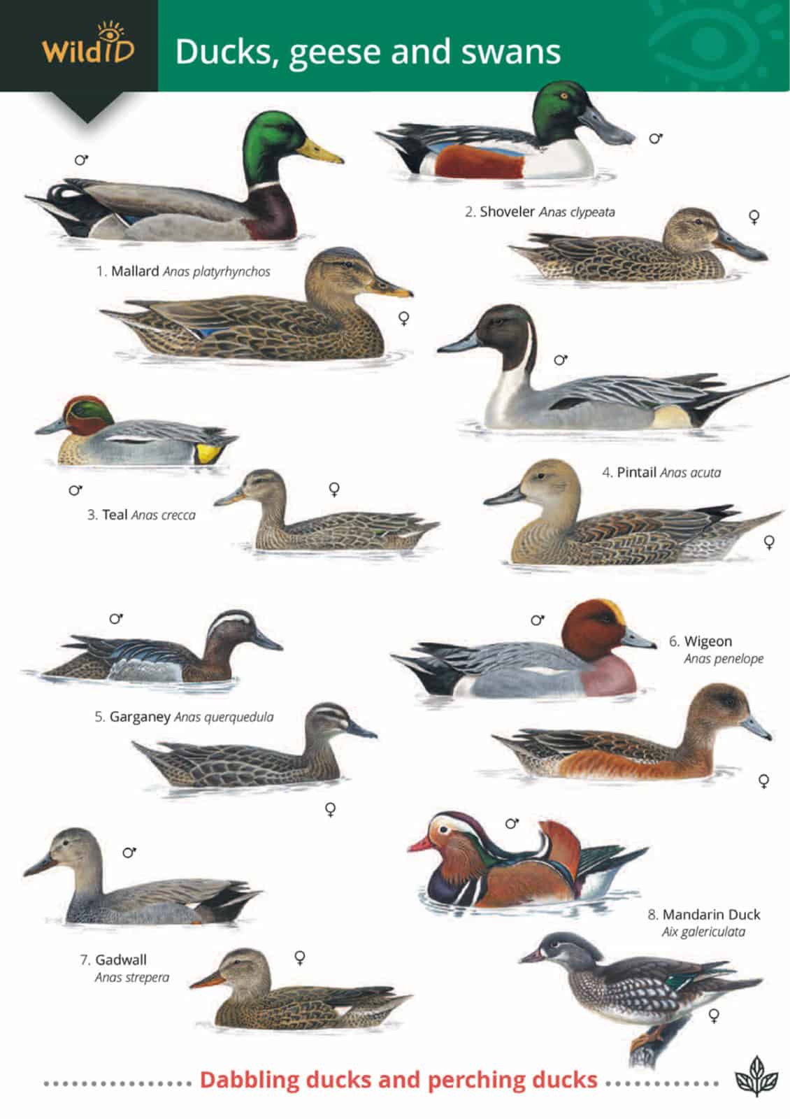 Genus Of Ducks