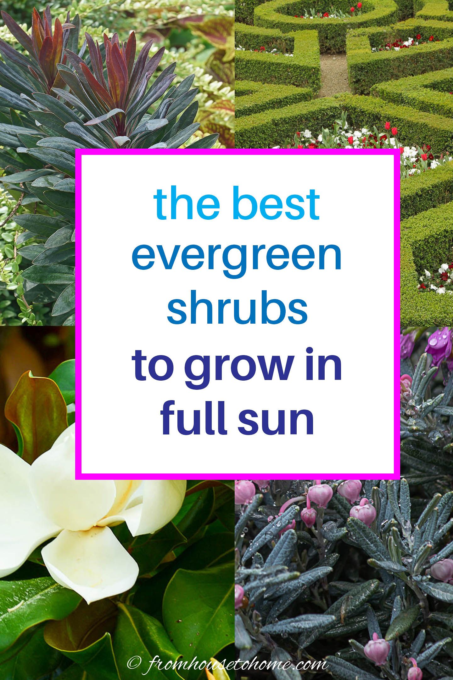 Genus Of Evergreen Sun Shrubs
