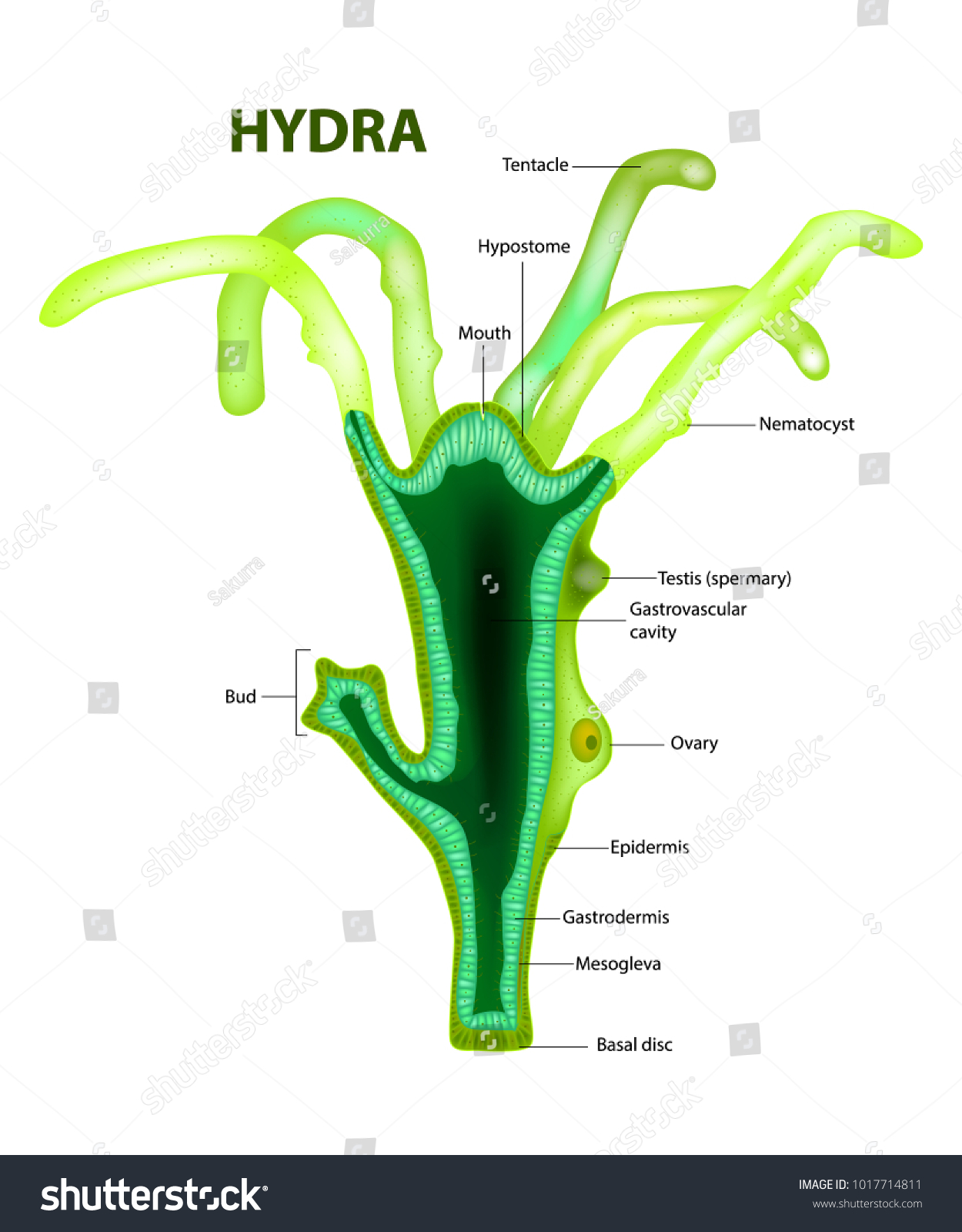 Genus Of Hydra