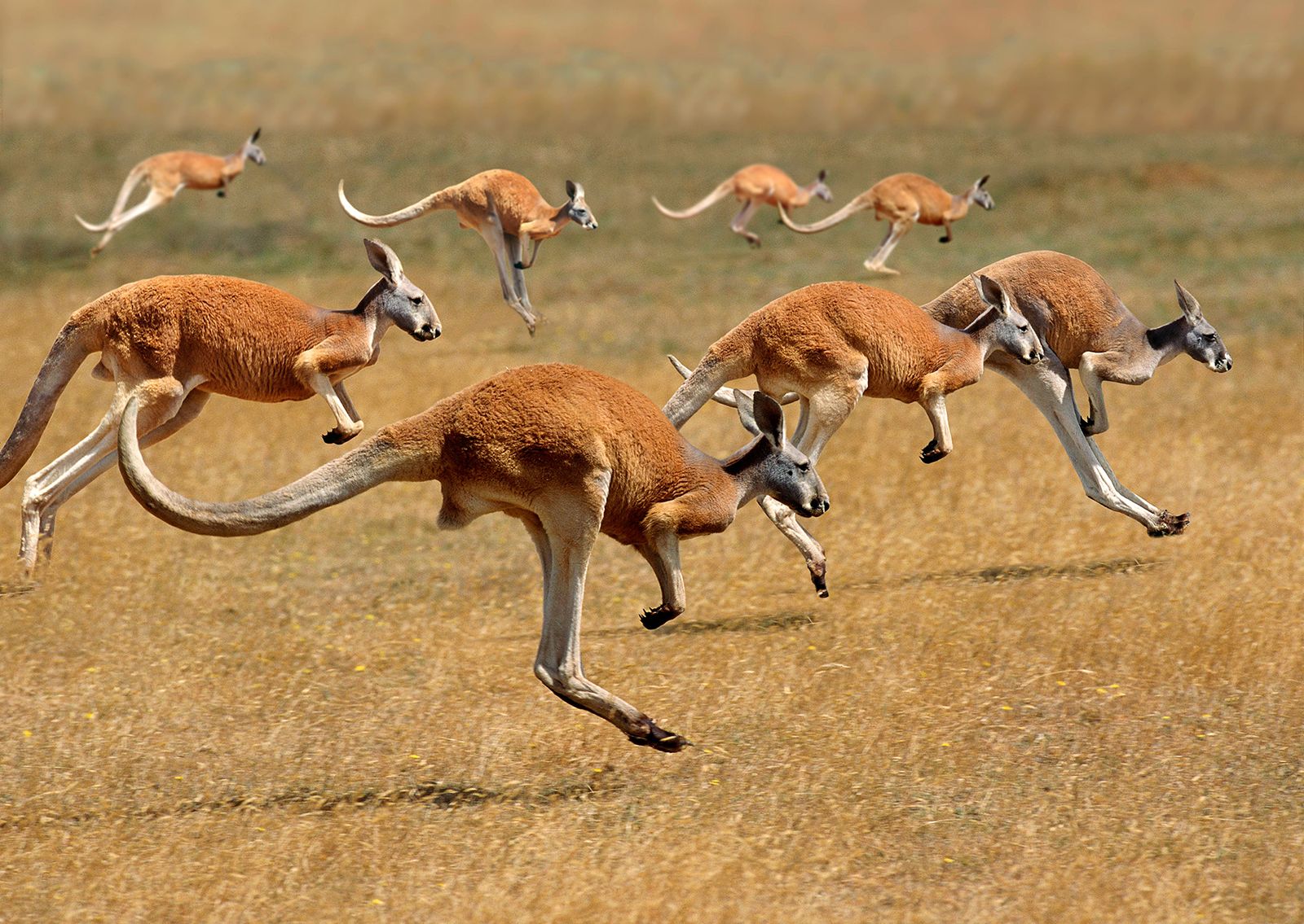 Genus Of Kangaroo