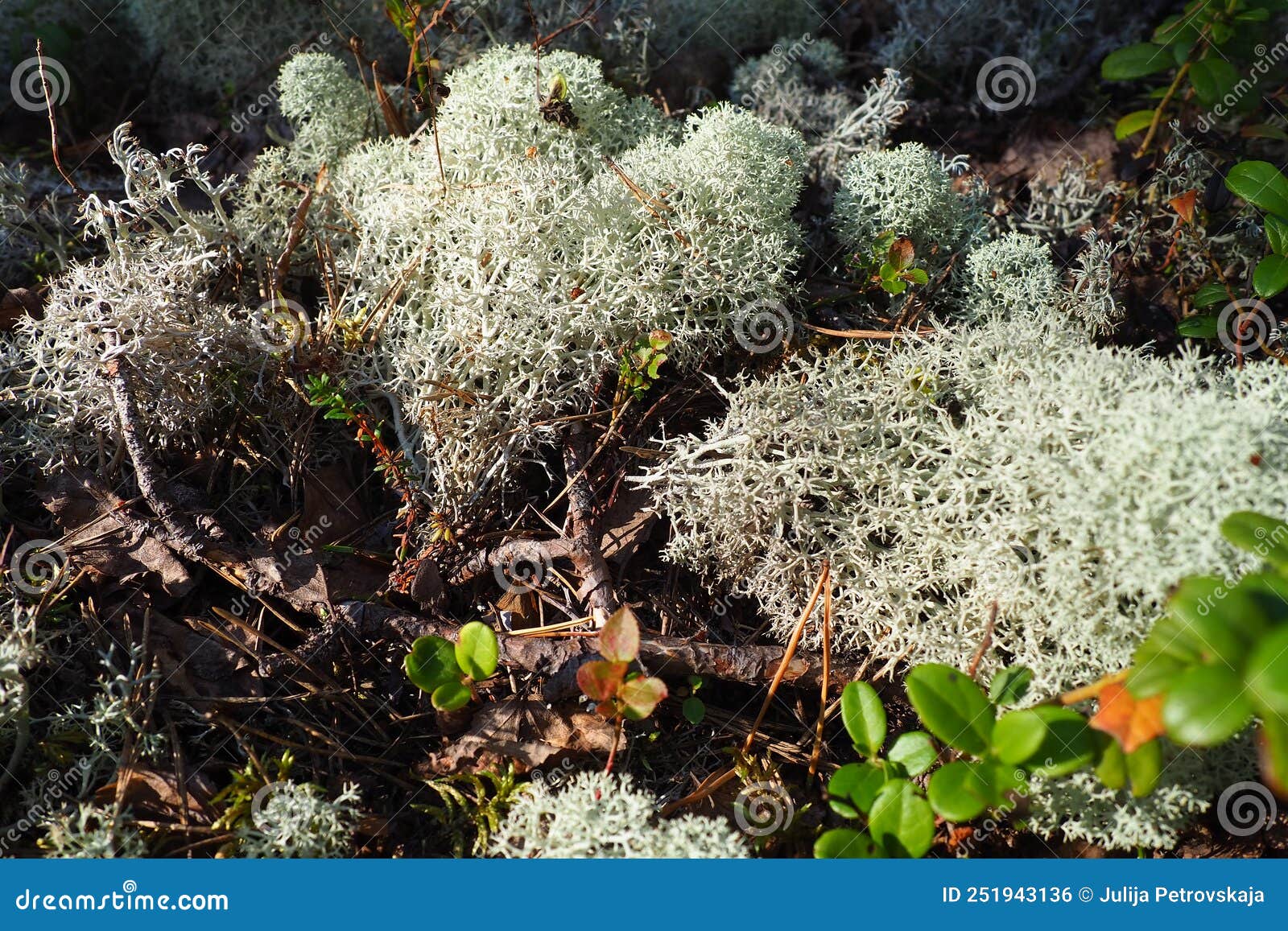 Genus Of Lichen