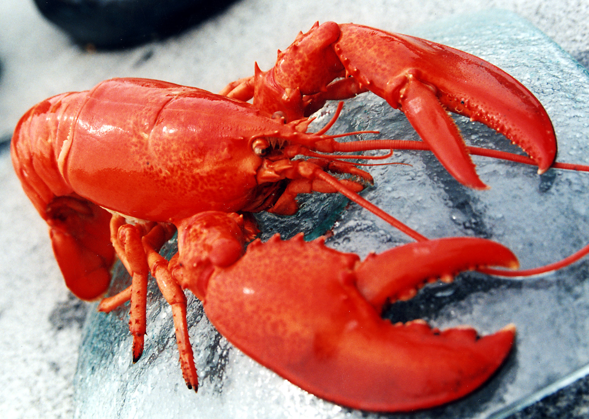 Genus Of Lobster