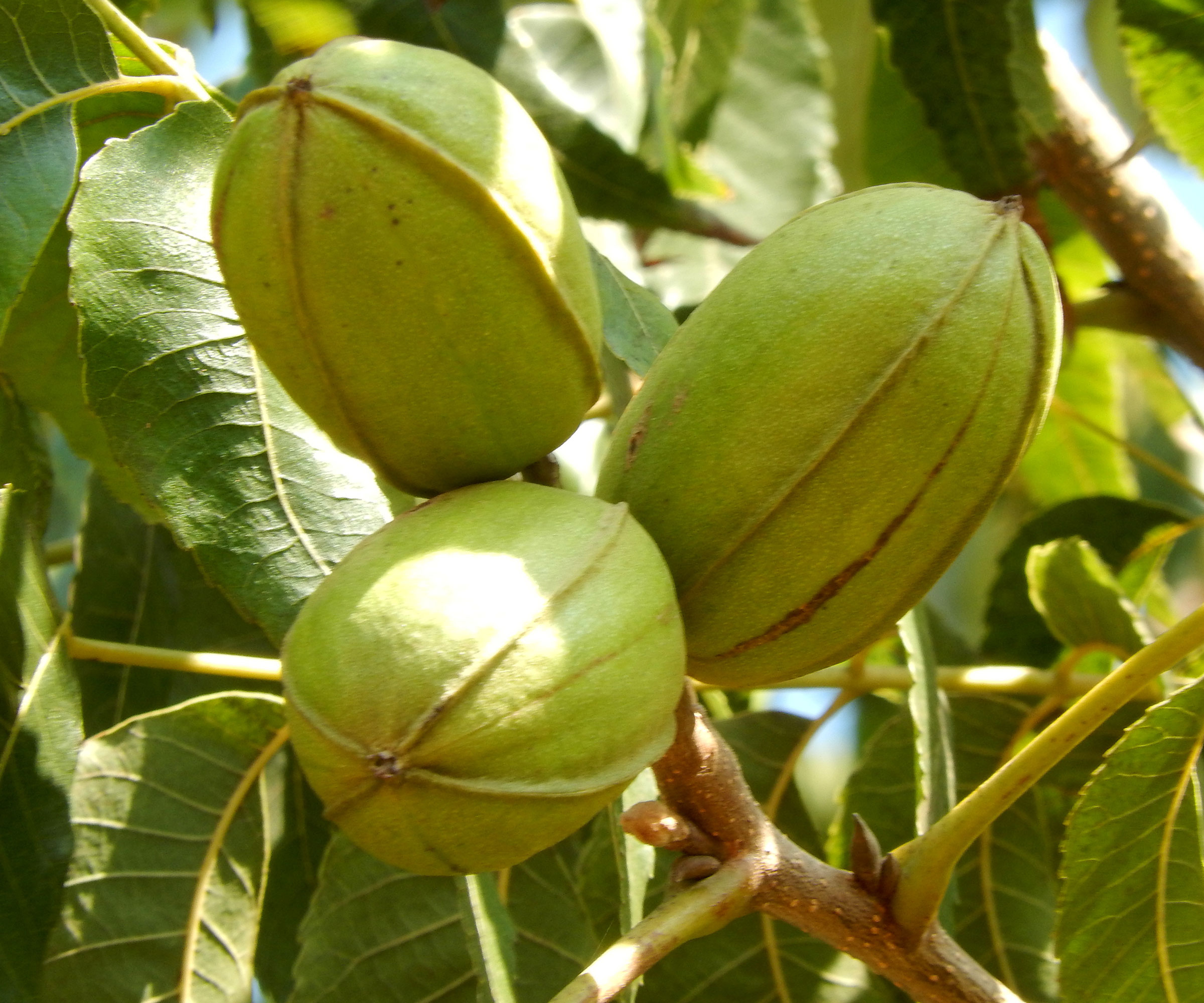 Genus Of Nut Producing Trees