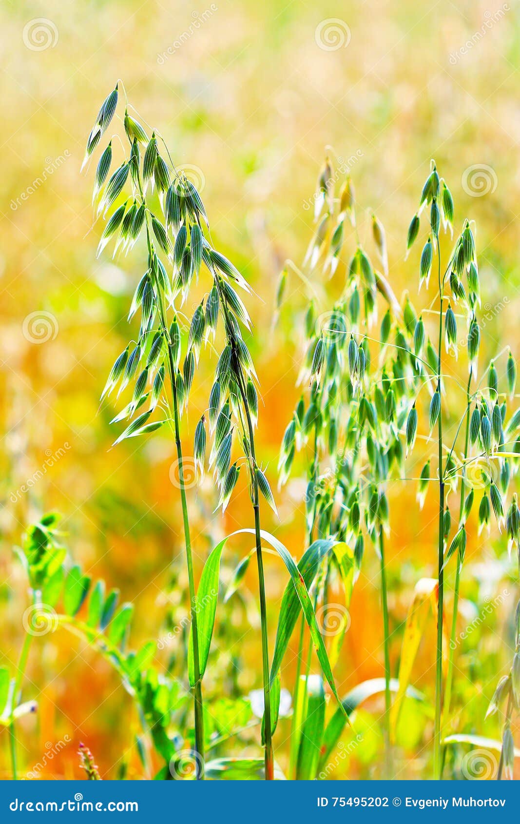 Genus Of Oats