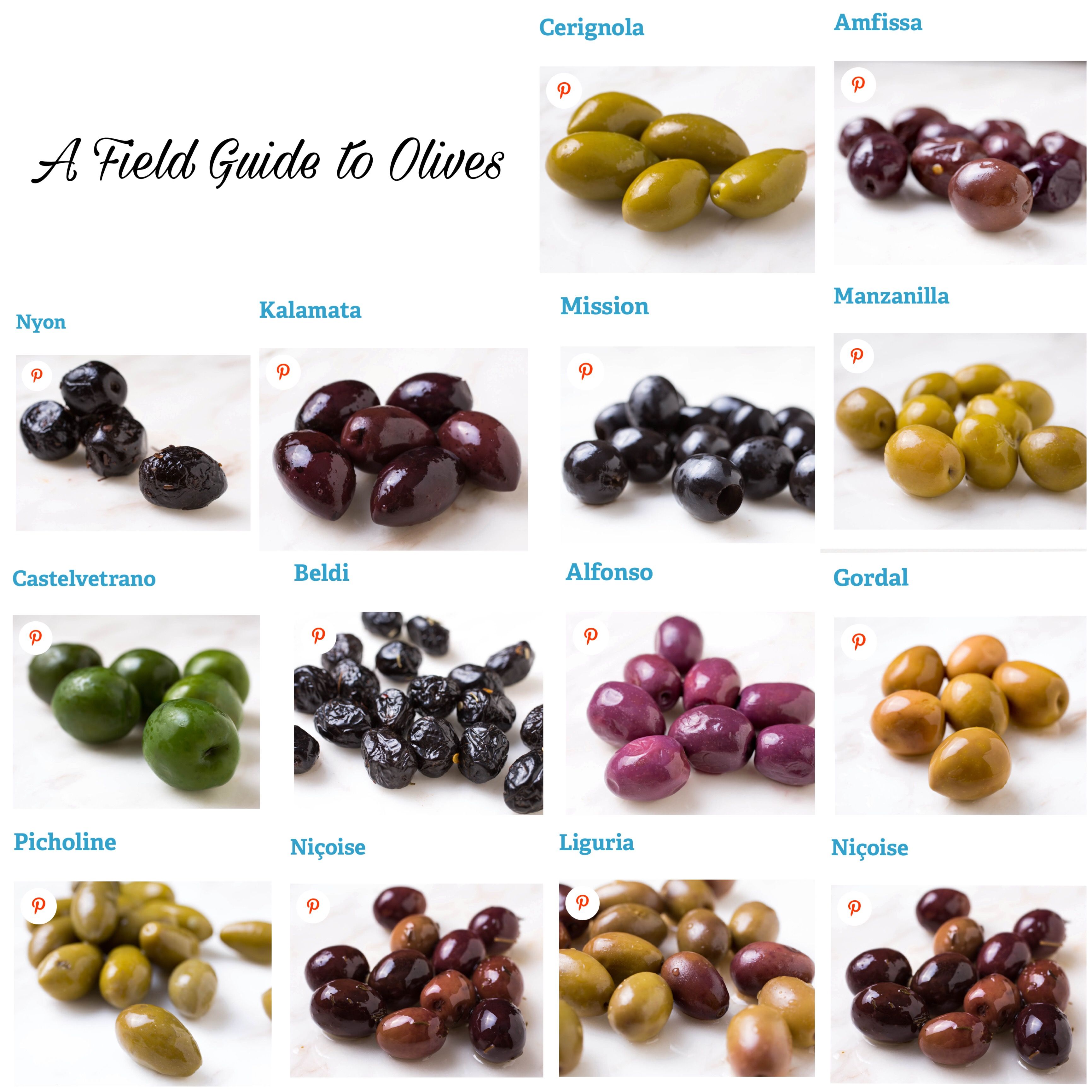 Genus Of Olives 4 Letters