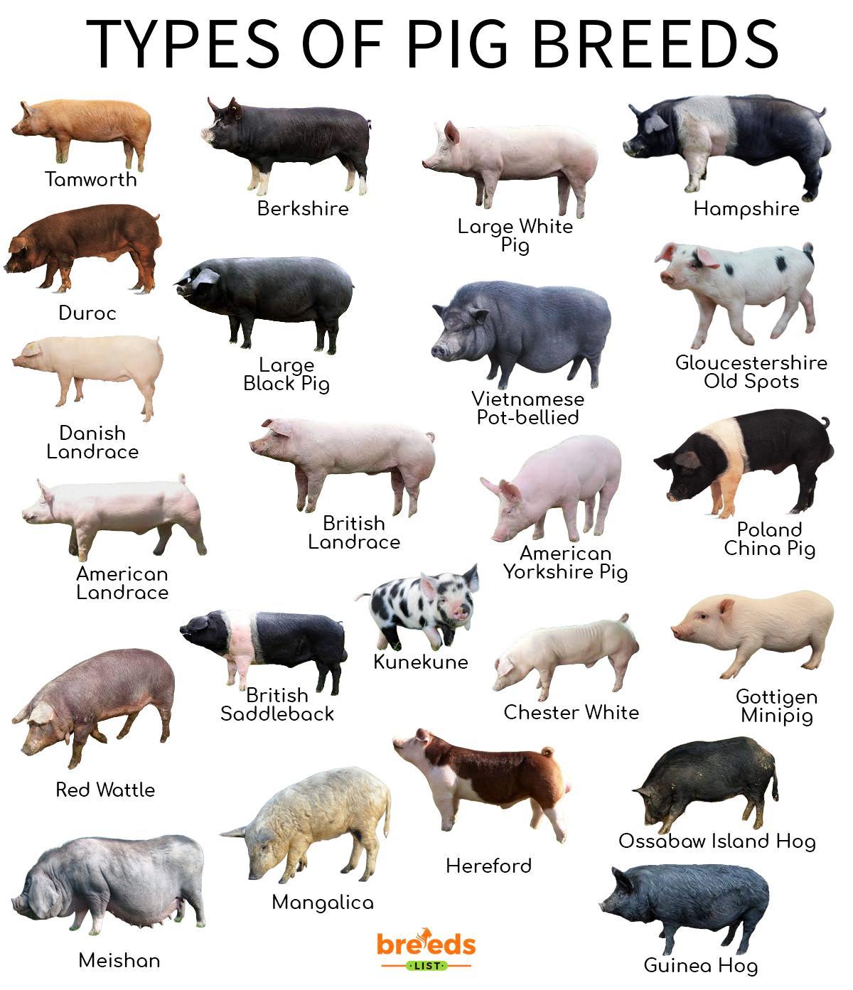 Genus Of Pigs