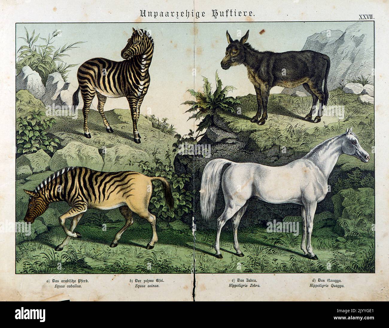 Genus Of Zebra And Horse