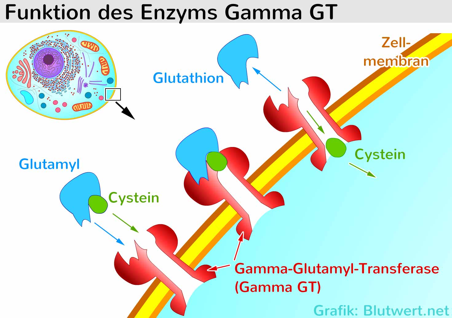 Ggt Gamma Glutamyl