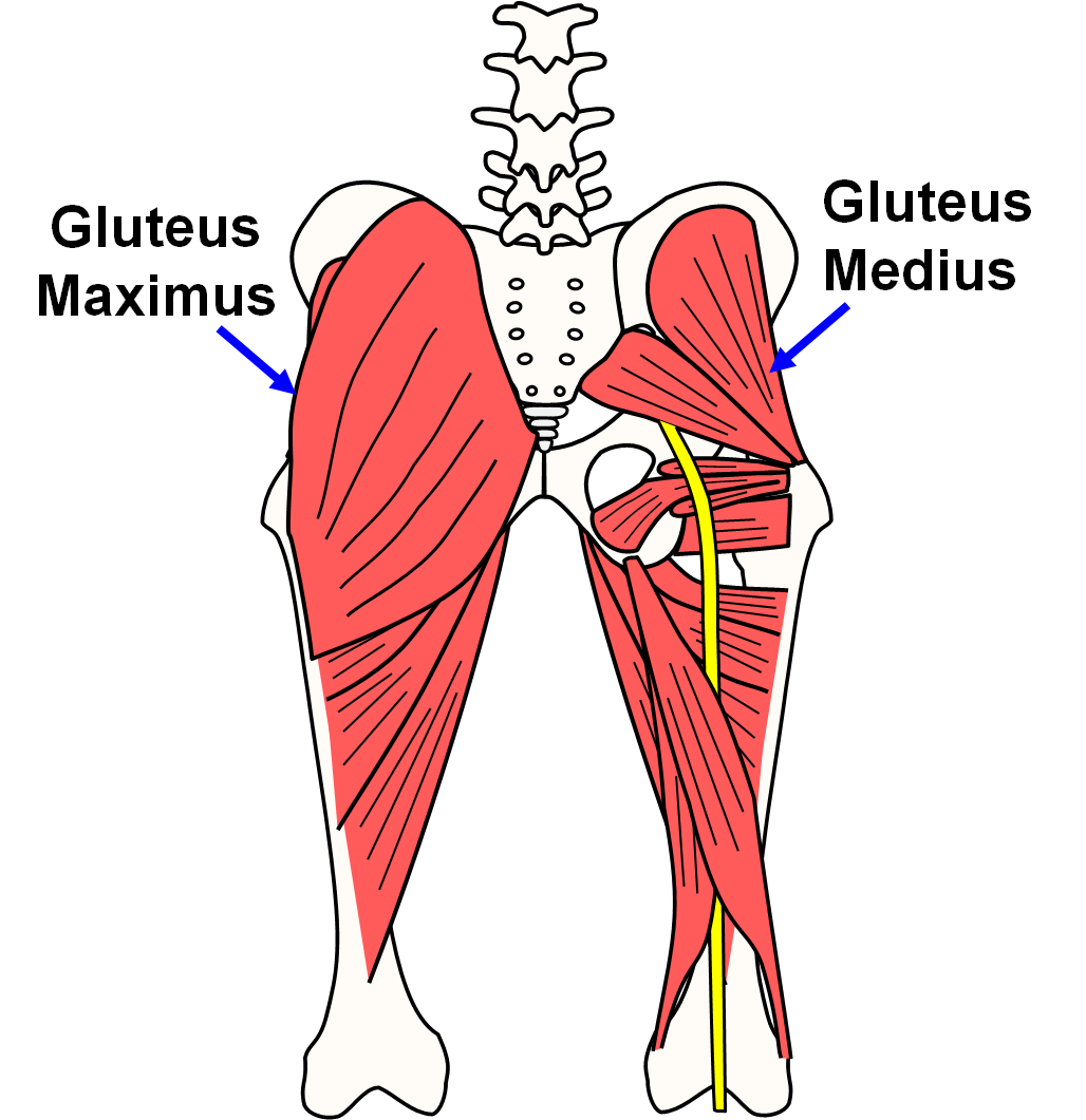 Glute Muscle Diagram