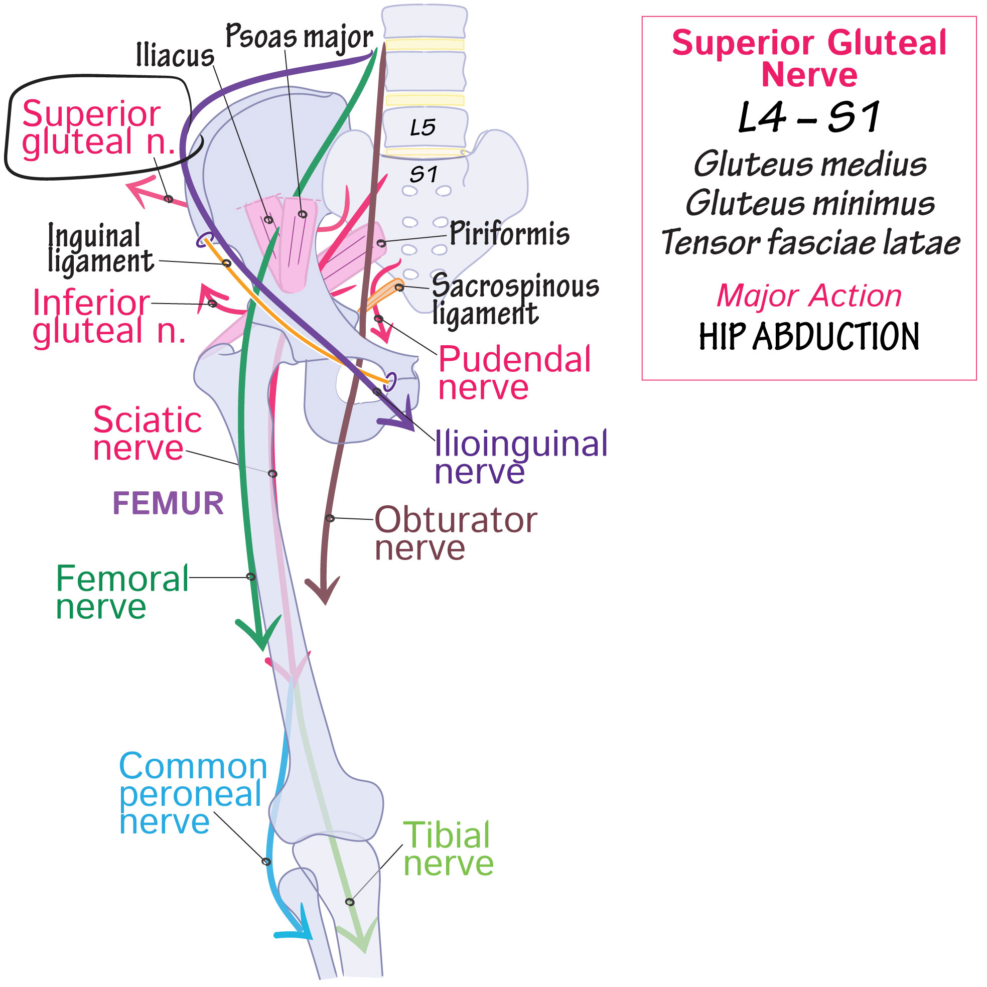 Gluteal Superior Nerve